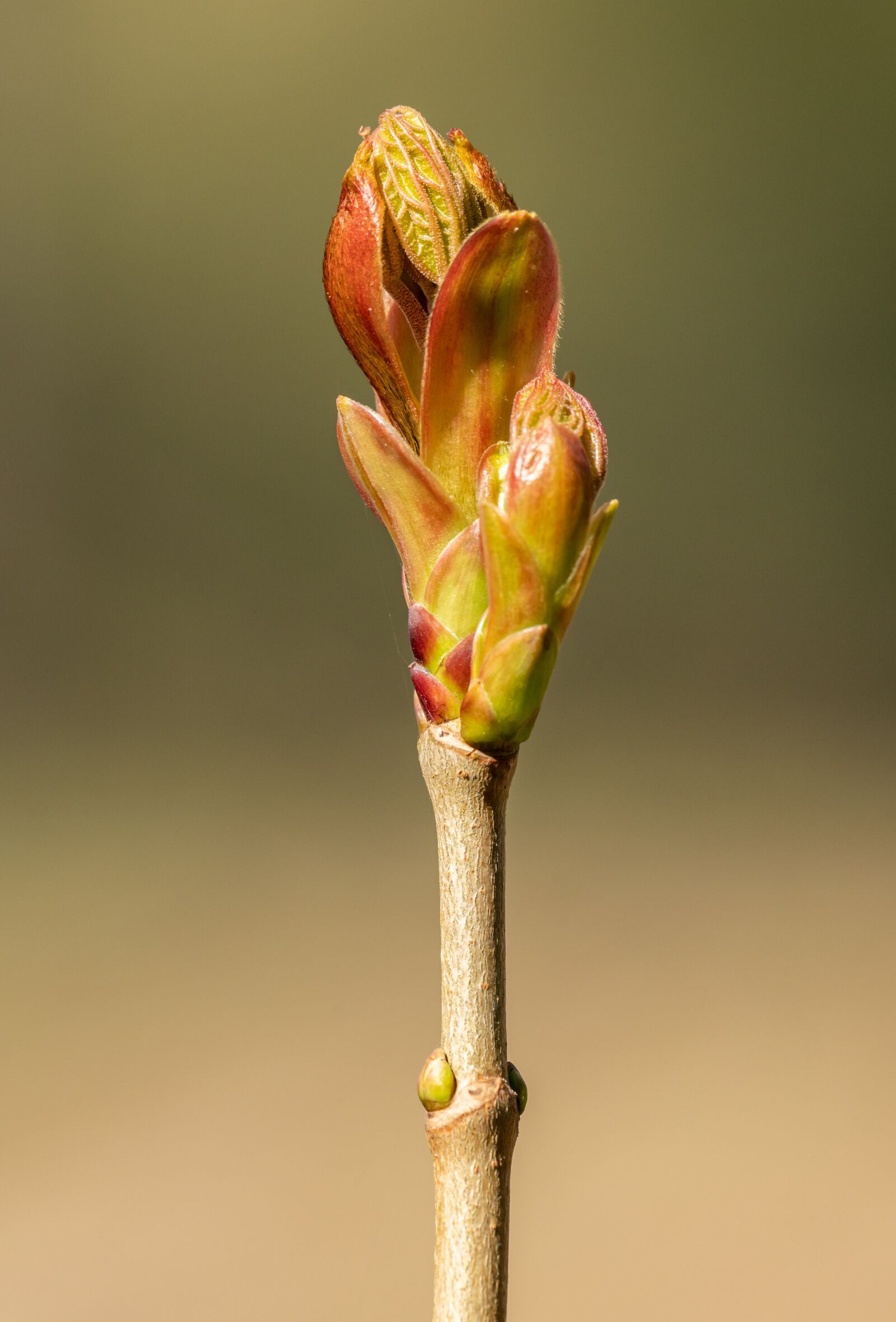 Nikon D850 sample photo. Bud, spring, nature photography
