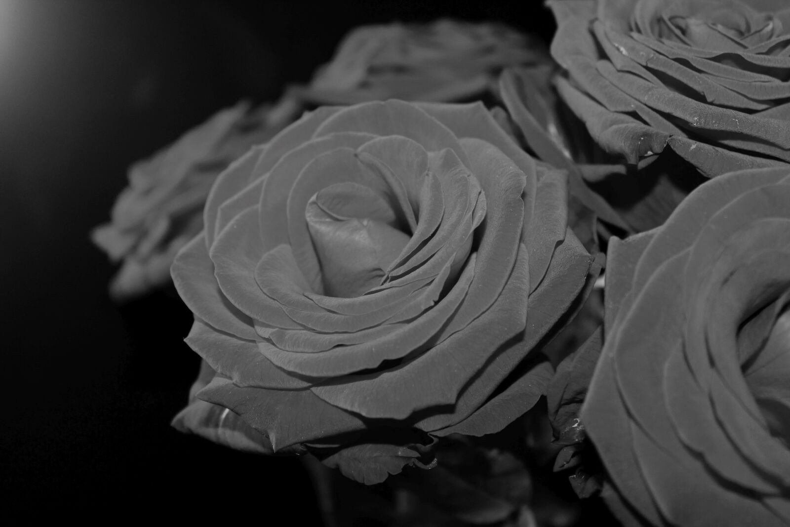 Canon EOS 1100D (EOS Rebel T3 / EOS Kiss X50) sample photo. Black white, roses, black photography