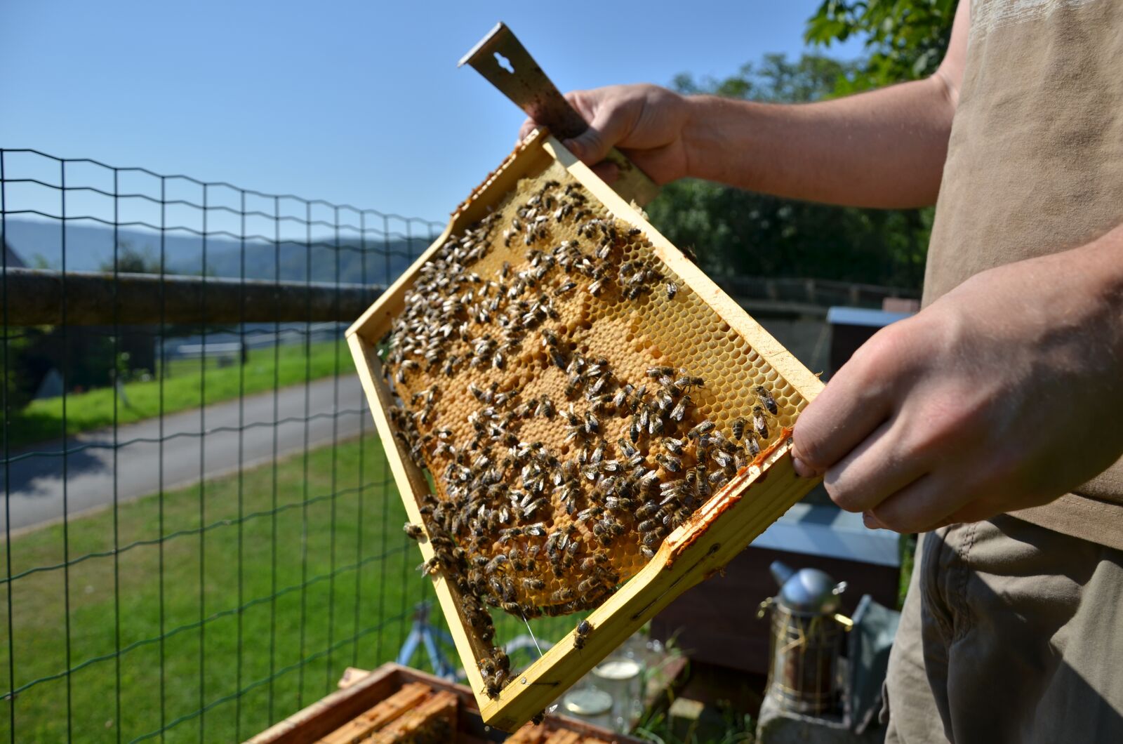 Nikon D7000 sample photo. Bees, honey, insect photography