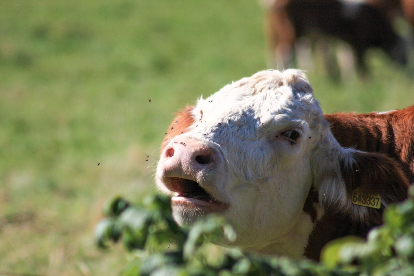 Canon EOS 40D sample photo. Cow, head, animal photography