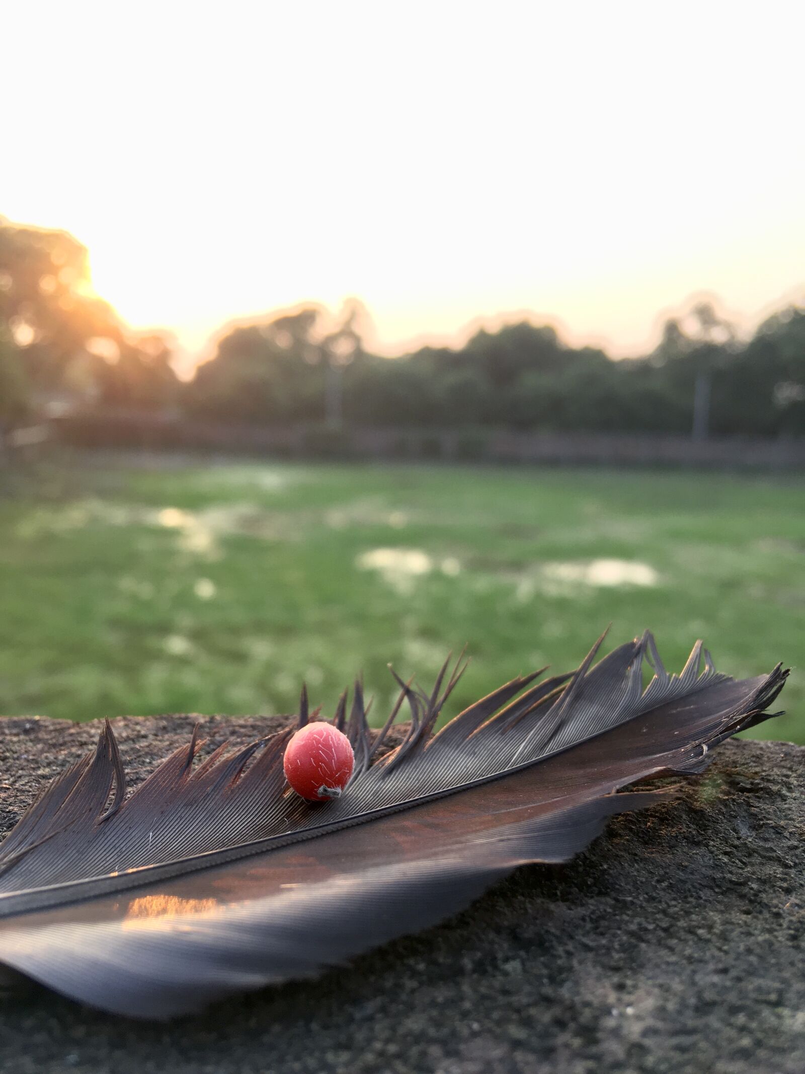 Apple iPhone SE (1st generation) sample photo. Feather, red fruit, nature photography