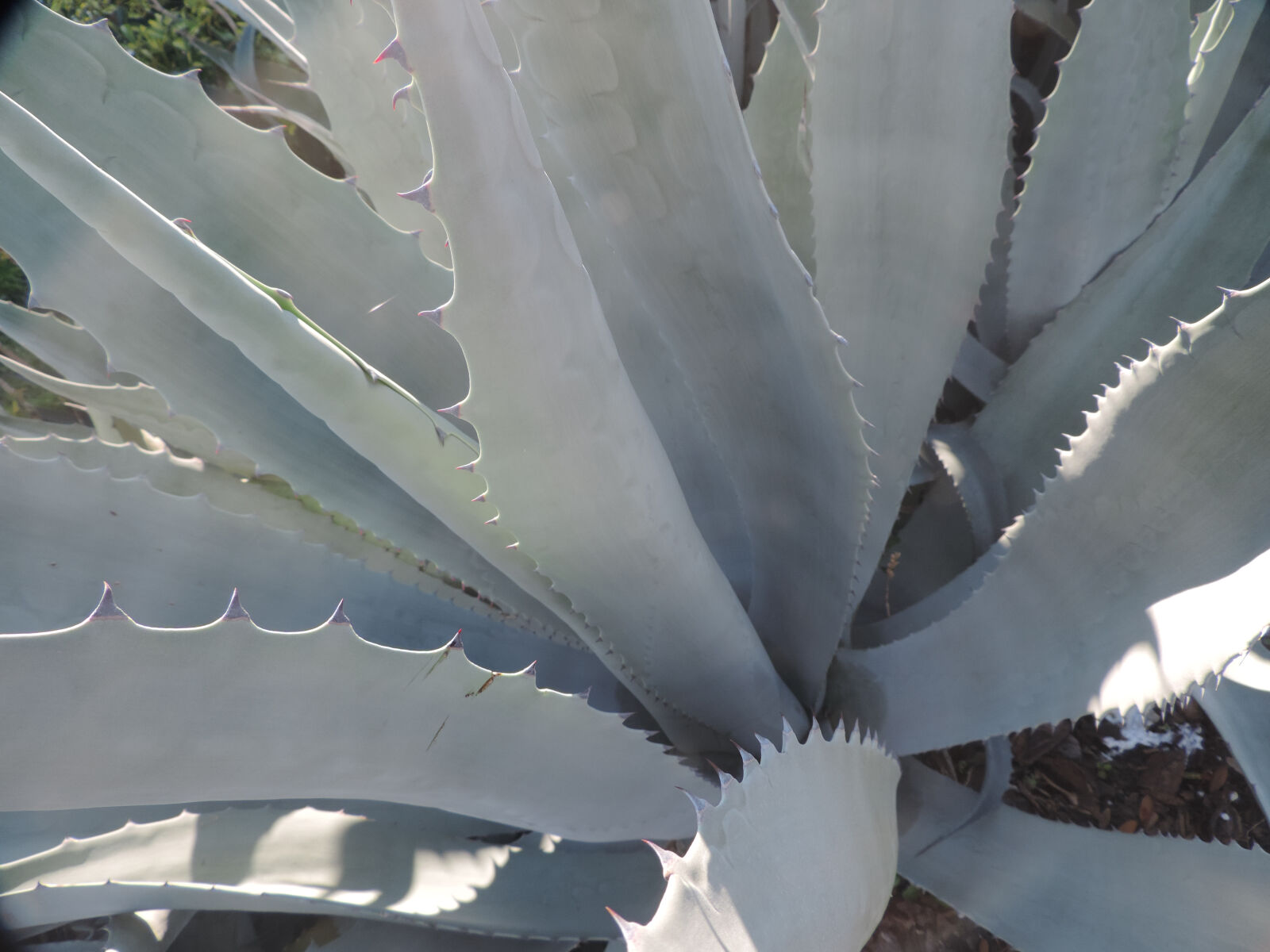 Nikon Coolpix P520 sample photo. Blue, cactus, plant, nature photography