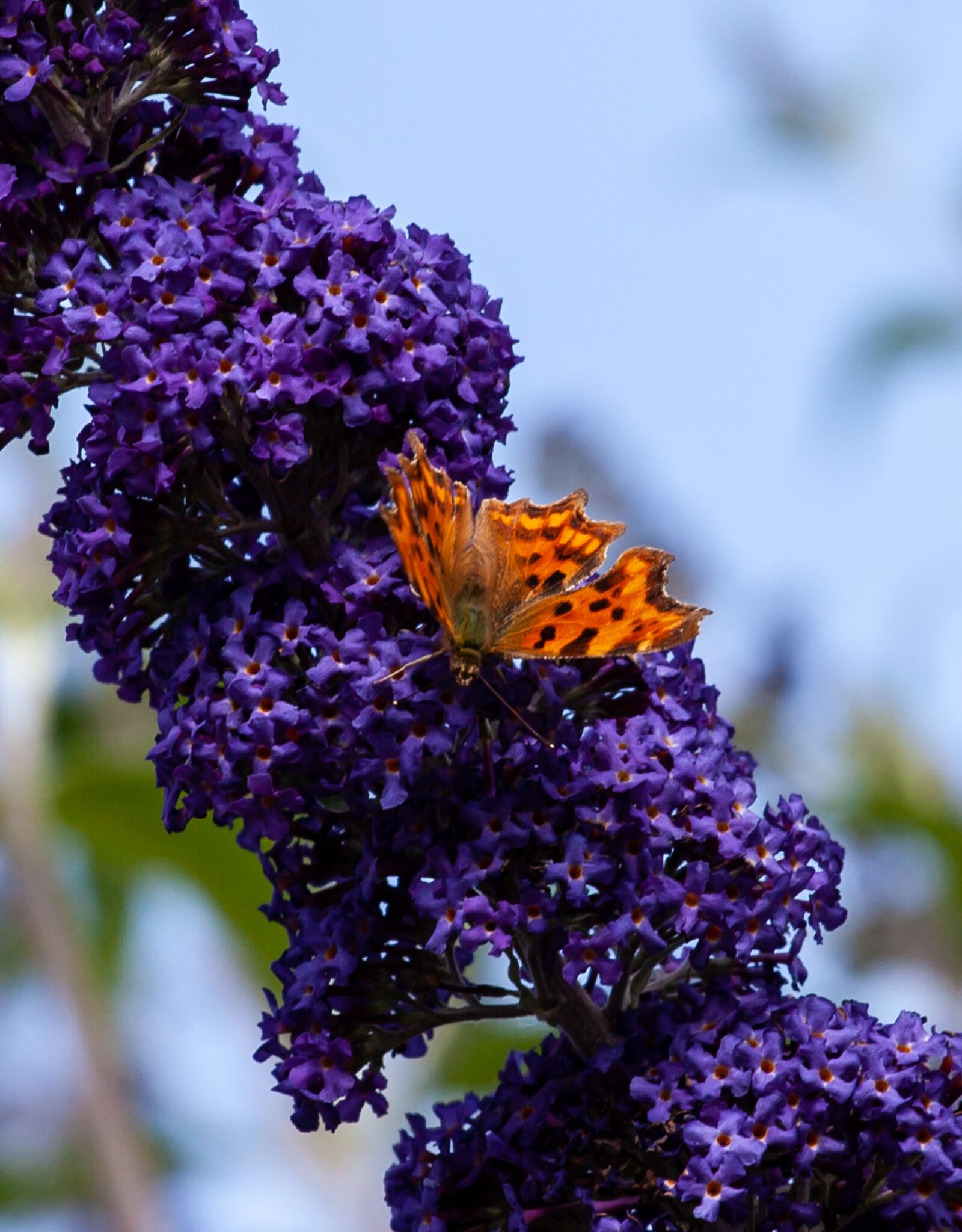 Canon EOS 5D Mark II + Canon EF 70-200mm F4L USM sample photo. Comma butterfly on lilac photography