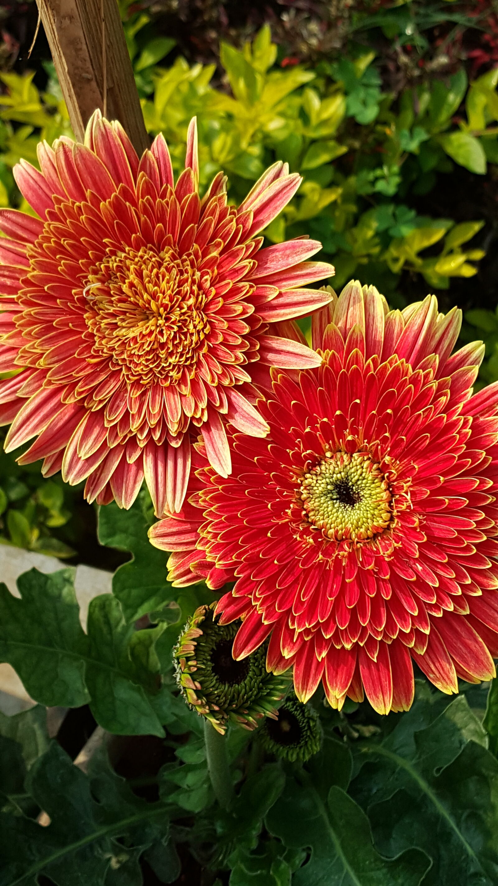 Samsung Galaxy Note5 sample photo