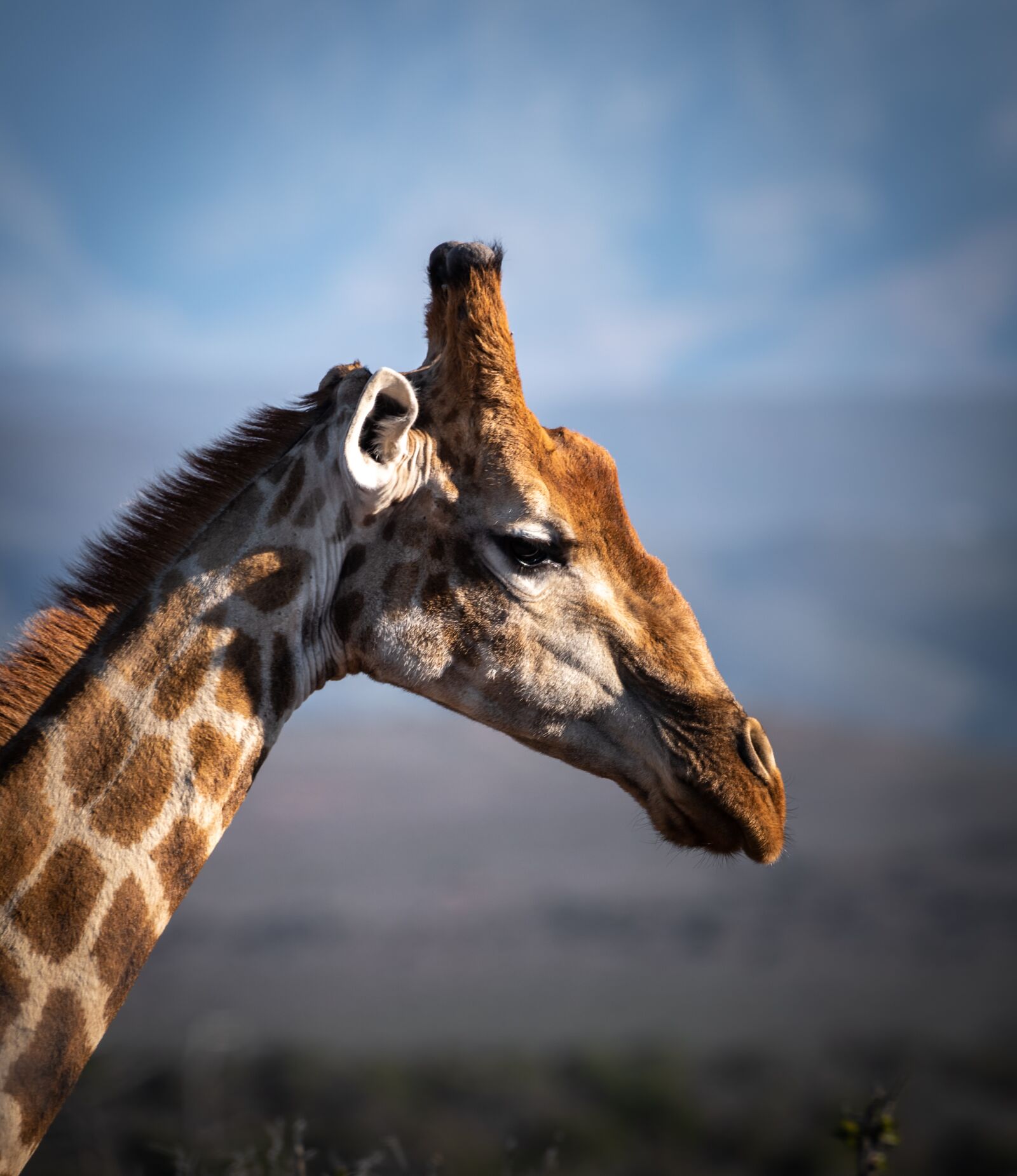 Nikon D750 sample photo. Giraffe, safari, africa photography