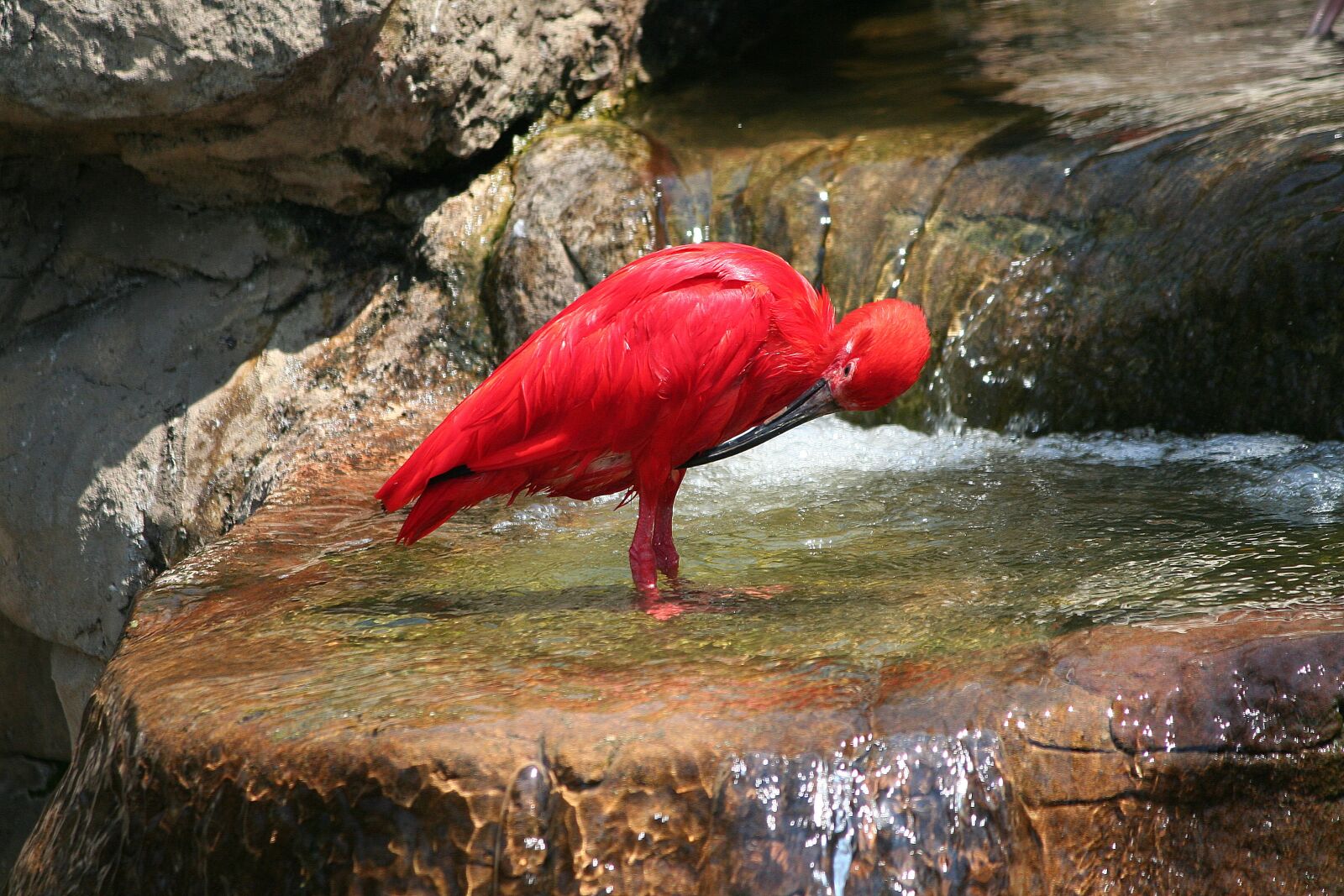 Canon EOS 350D (EOS Digital Rebel XT / EOS Kiss Digital N) sample photo. Animal, bird, scarlet ibis photography
