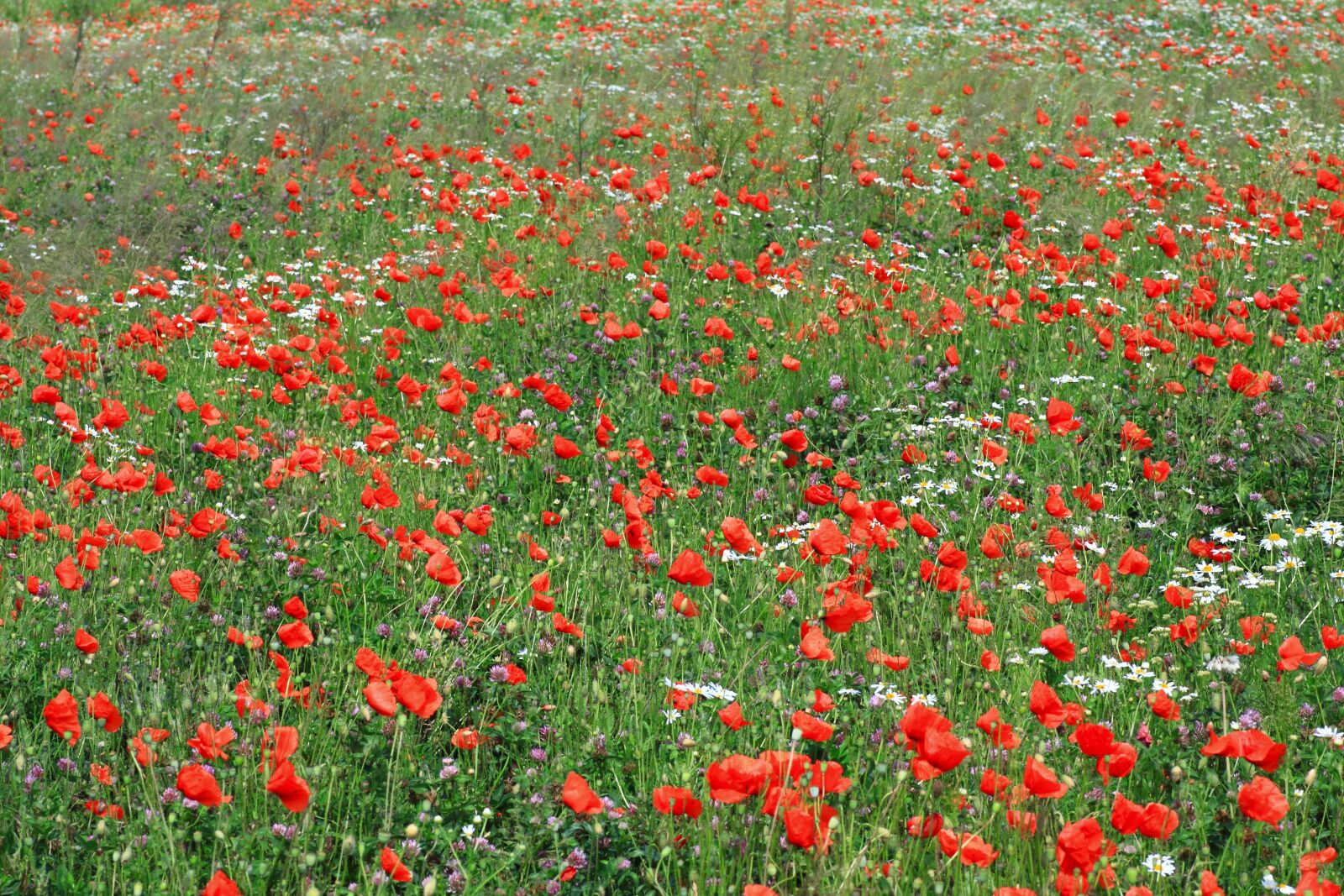 Canon EOS 50D sample photo. Flowers, meadow, nature photography