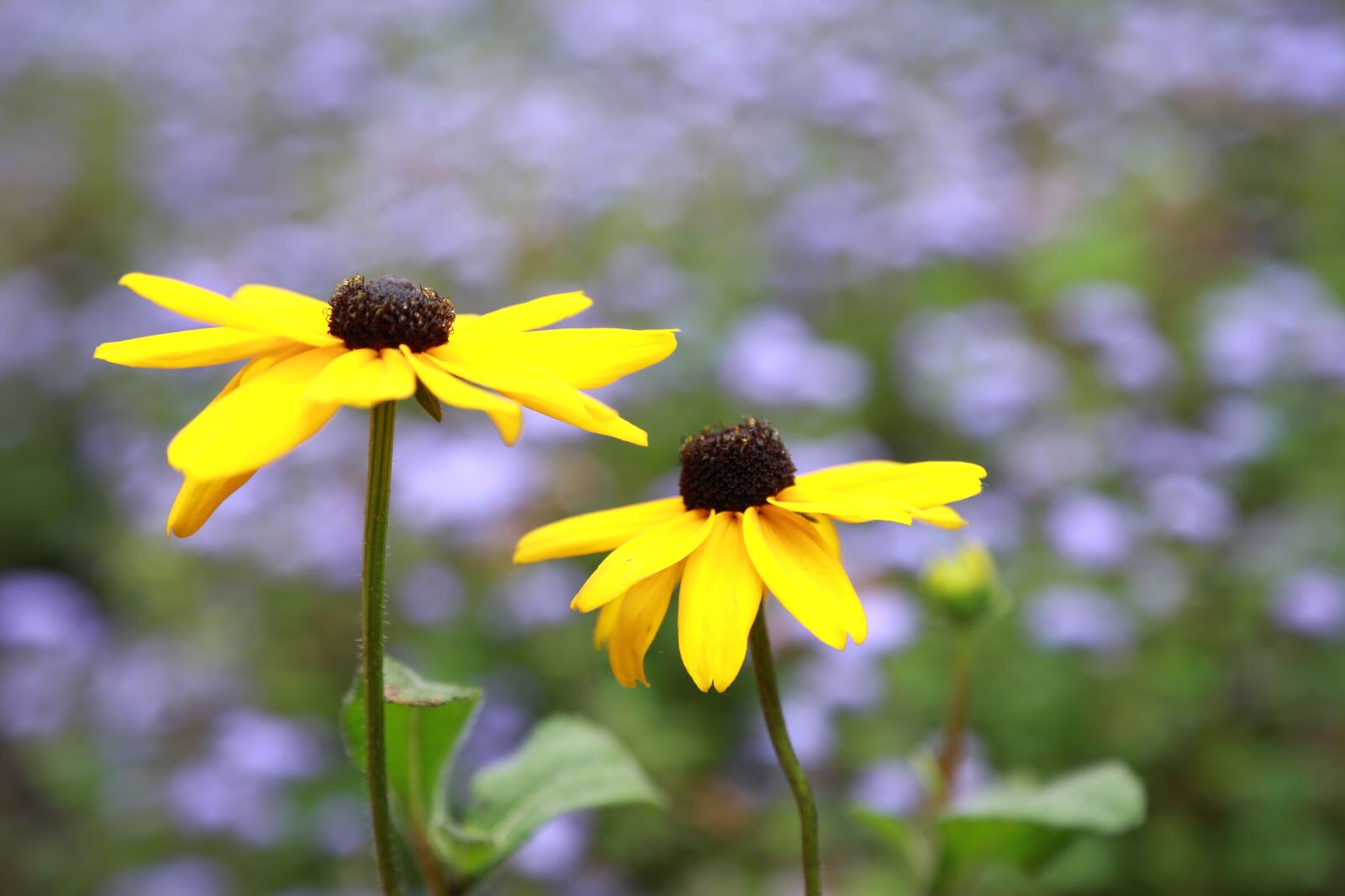 Canon EOS 6D + Canon EF 24-105mm F4L IS USM sample photo. Flowers, wildflower, nature photography
