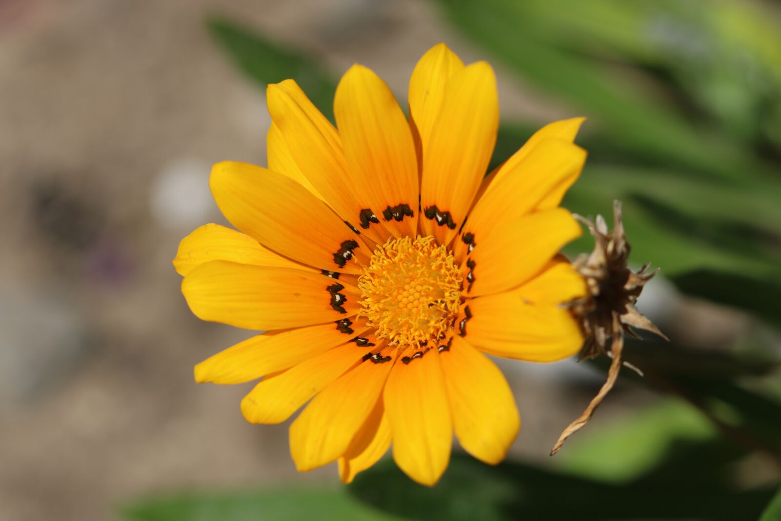 Canon EOS 70D + Canon EF 100mm F2.8 Macro USM sample photo. Yellow, green, nature photography