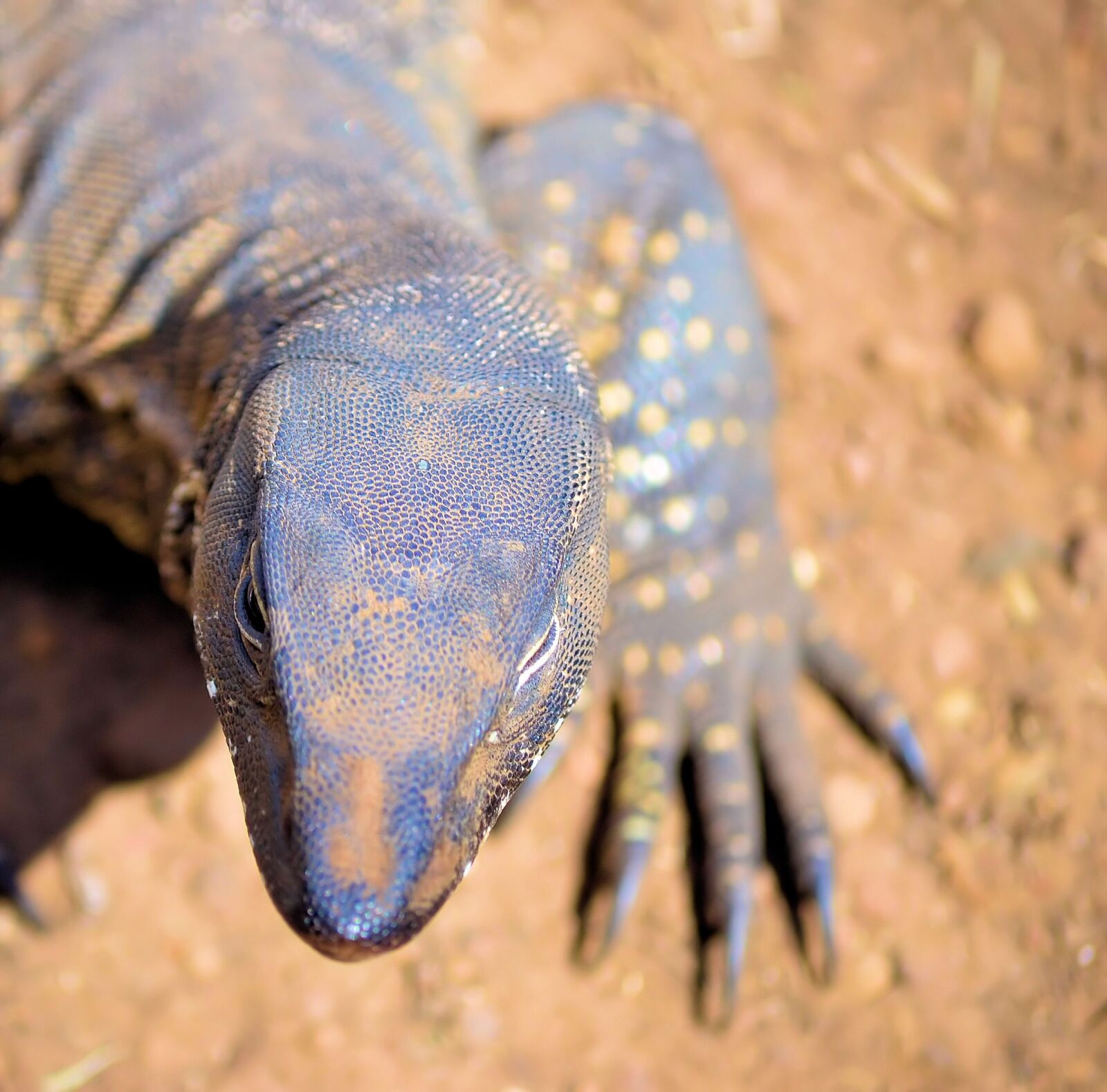 Nikon D3100 sample photo. Lizard, animals, desert photography