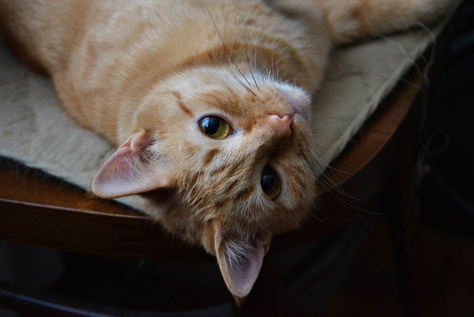Nikon D5200 sample photo. Pet, cat photography
