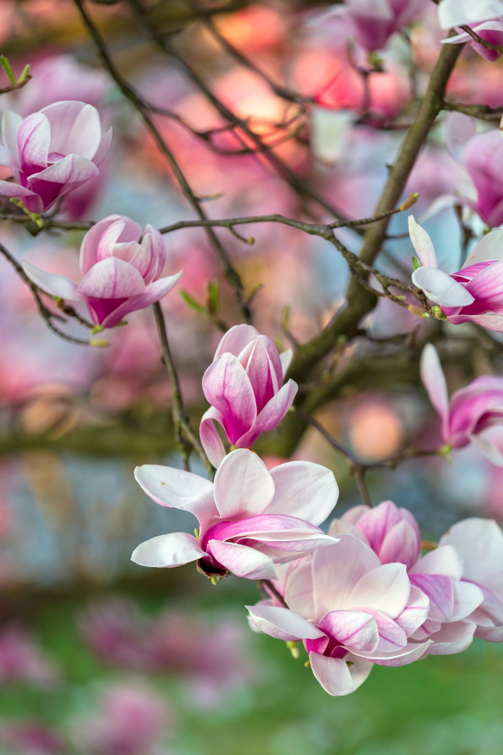 Canon EOS 5D Mark III sample photo. Tree, blossom, bloom photography