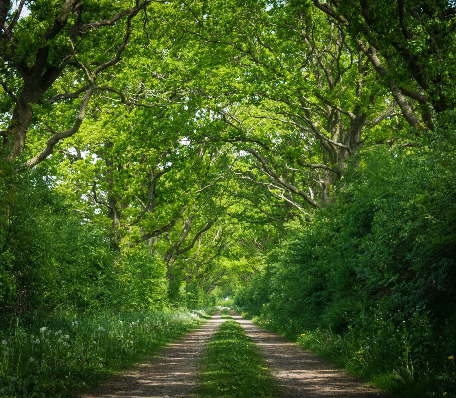 Nikon D3300 sample photo. Forest, avenue, away photography