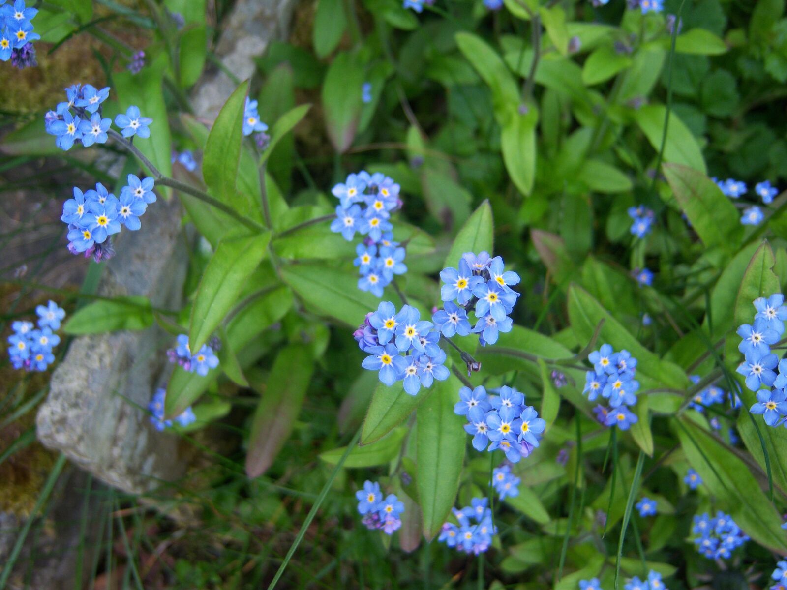 Kodak EASYSHARE V1003 ZOOM DIGITAL CAMERA sample photo. Flowers, forget me not photography