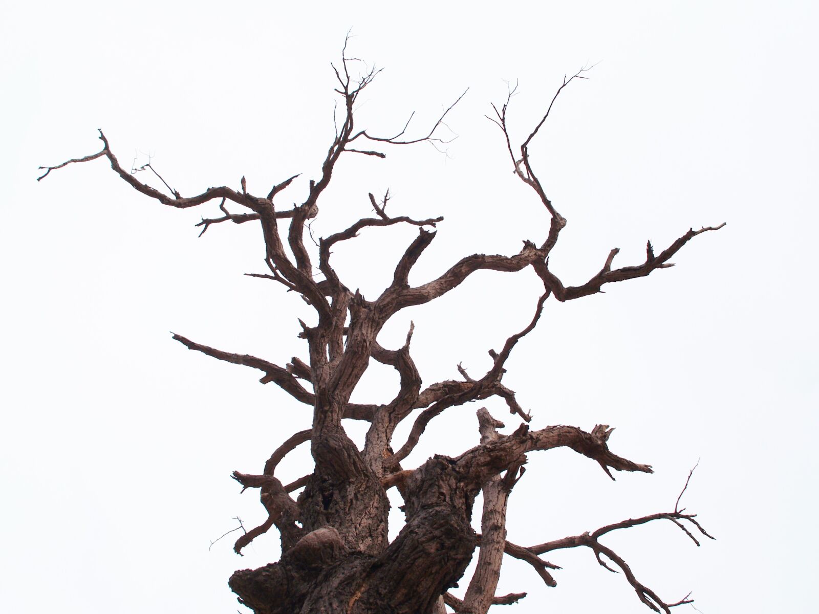 Olympus E-300 (EVOLT E-300) sample photo. Tree, dead, branch photography