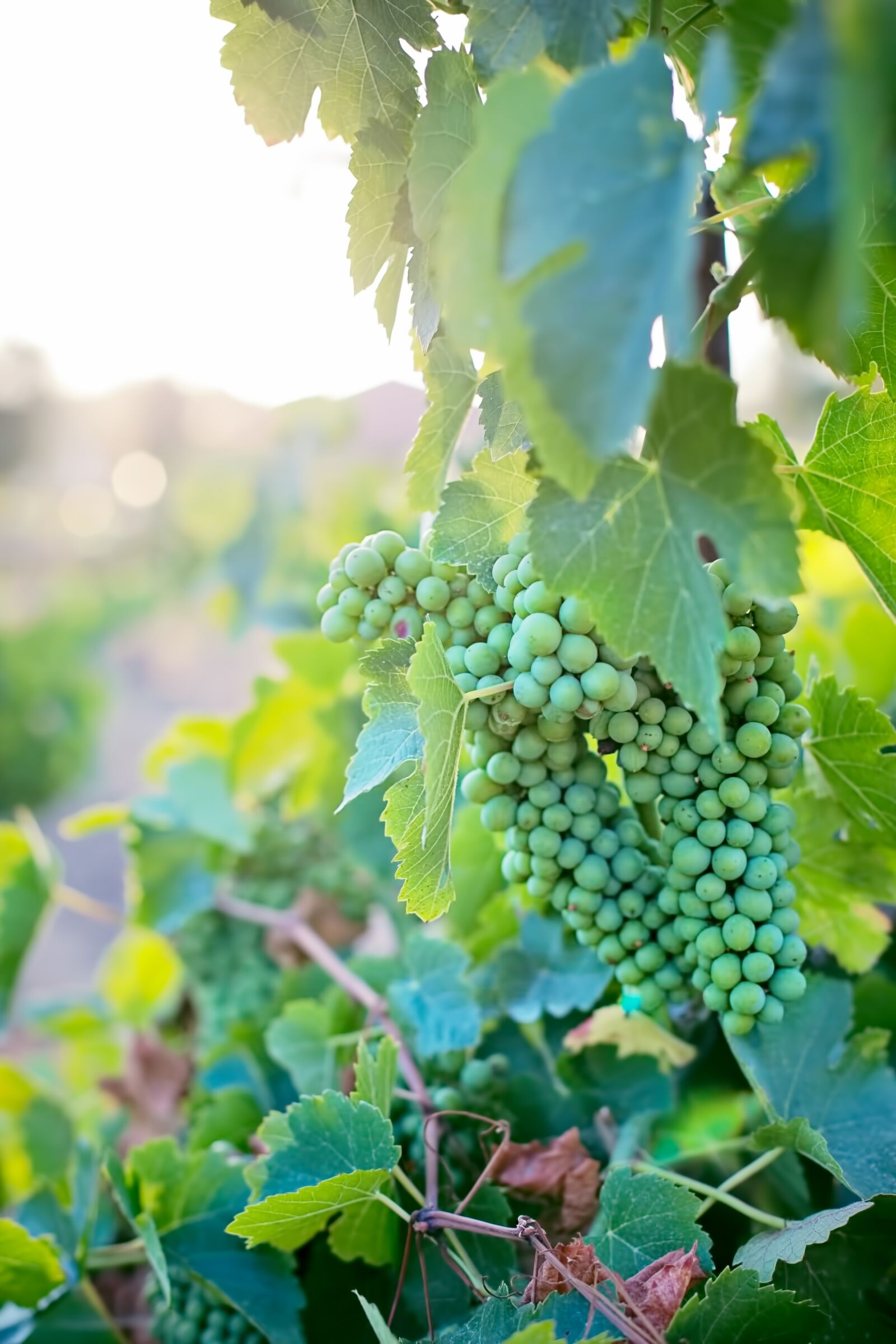 Canon EF 50mm F1.4 USM sample photo. Grapes, unripe, unripened photography