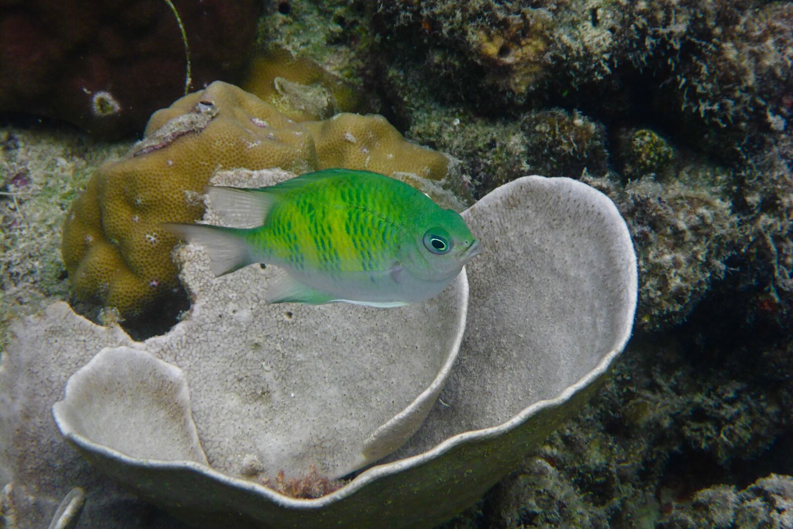 Panasonic Lumix DMC-TS5 (Lumix DMC-FT5) sample photo. Philippines, el nido, fish photography