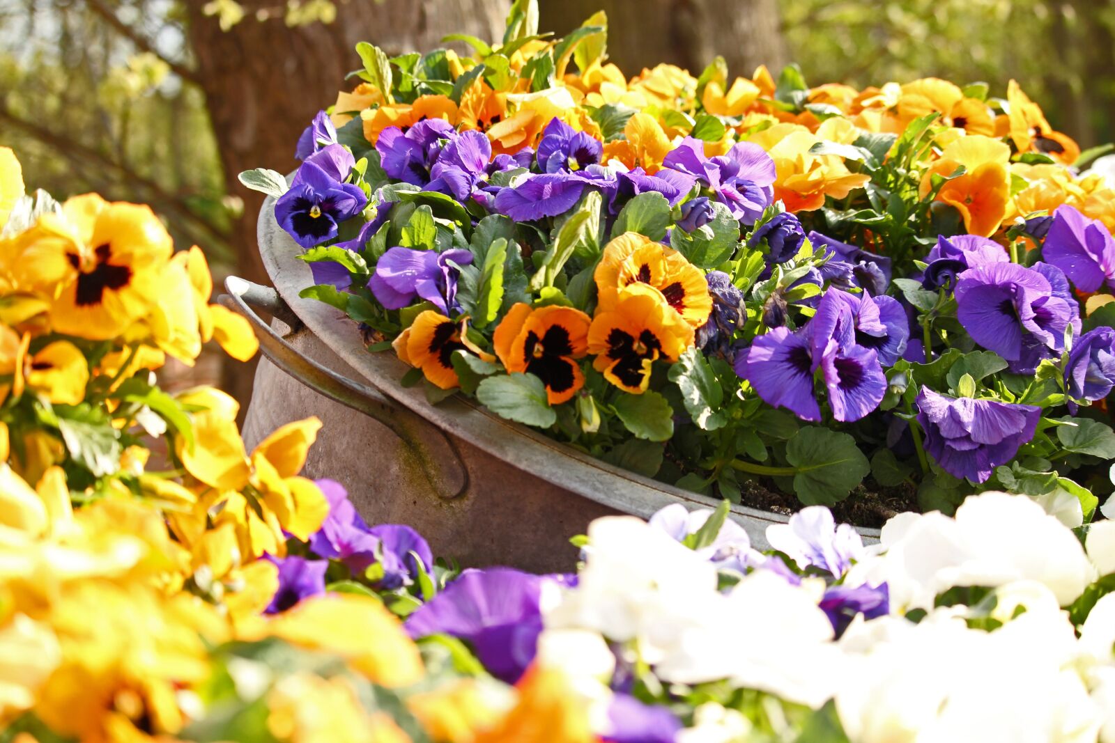 Canon EF-S 55-250mm F4-5.6 IS STM sample photo. Pansy, spring, garden photography