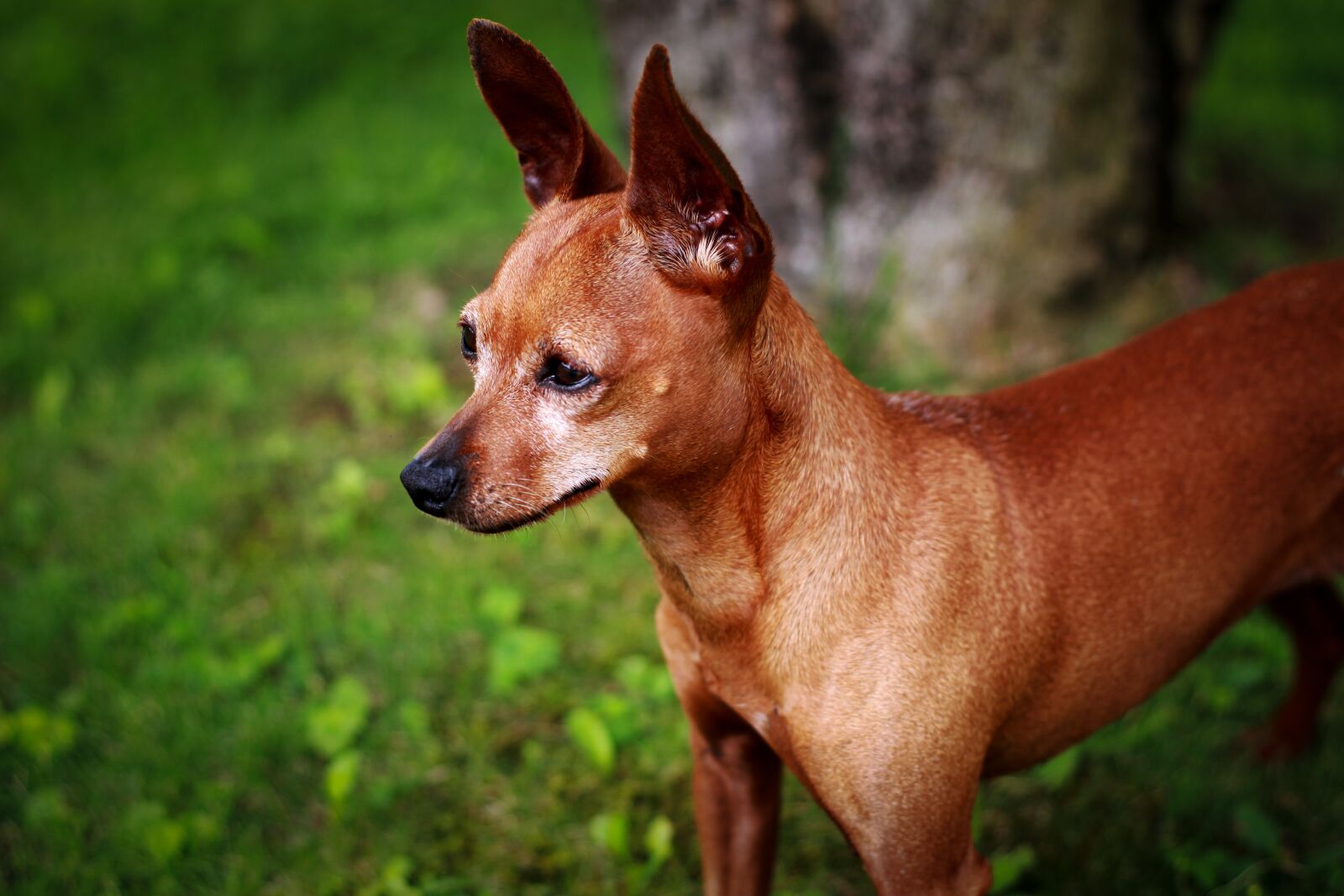 Canon EOS 100D (EOS Rebel SL1 / EOS Kiss X7) + Canon EF 50mm F1.8 STM sample photo. Look, dog, pet photography