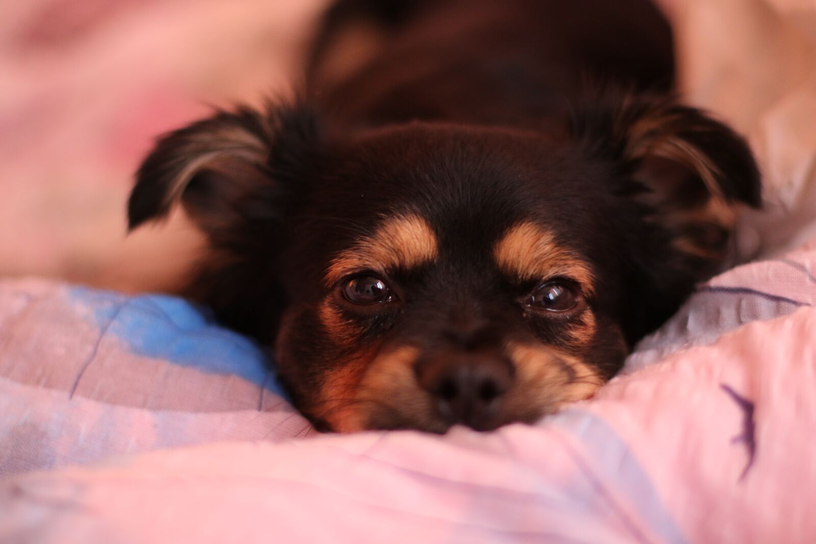 Canon EF 50mm F1.4 USM sample photo. Dog, animal, pet photography