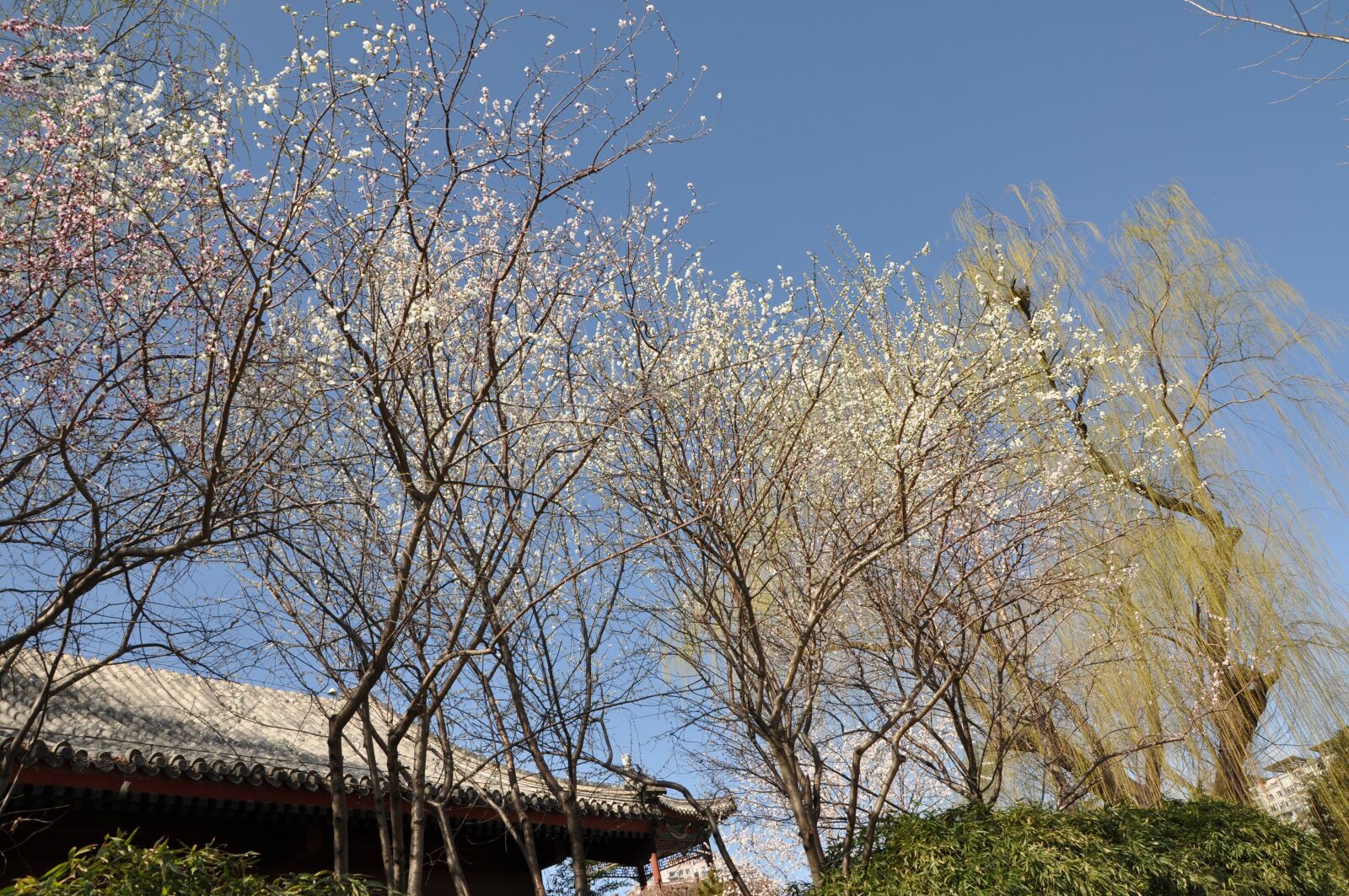 Nikon D90 sample photo. The scenery, natural, tree photography