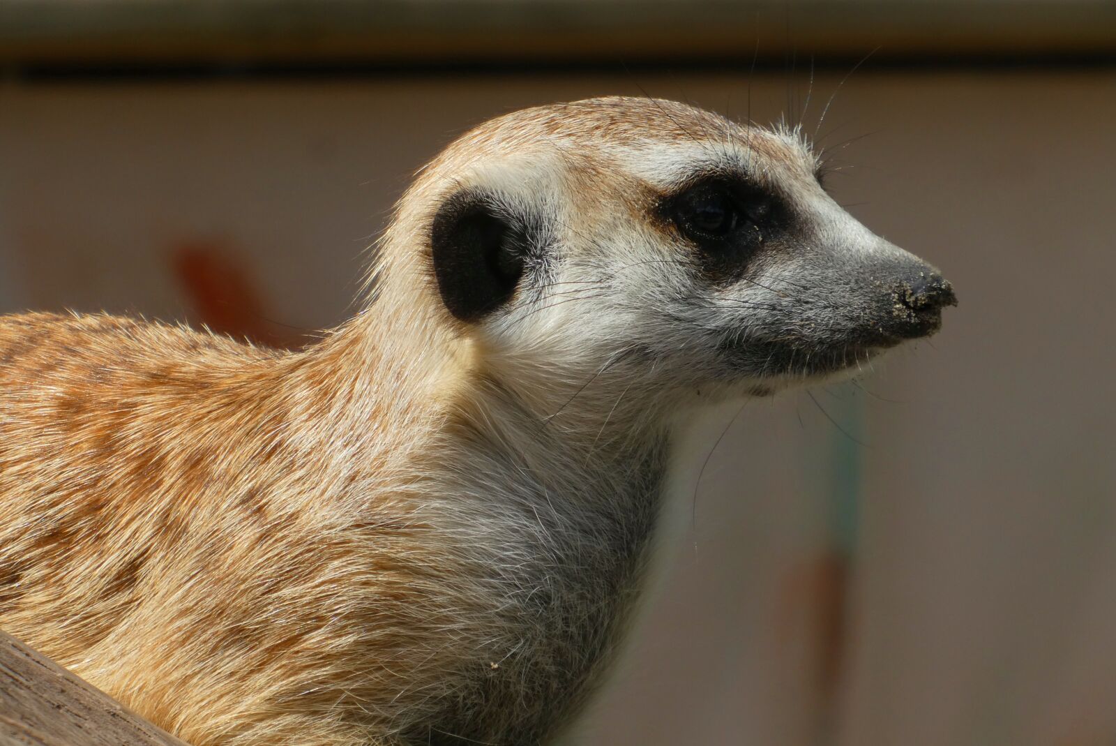 Panasonic Lumix DC-ZS70 (Lumix DC-TZ90) sample photo. Meerkat, animal park, faunapark photography