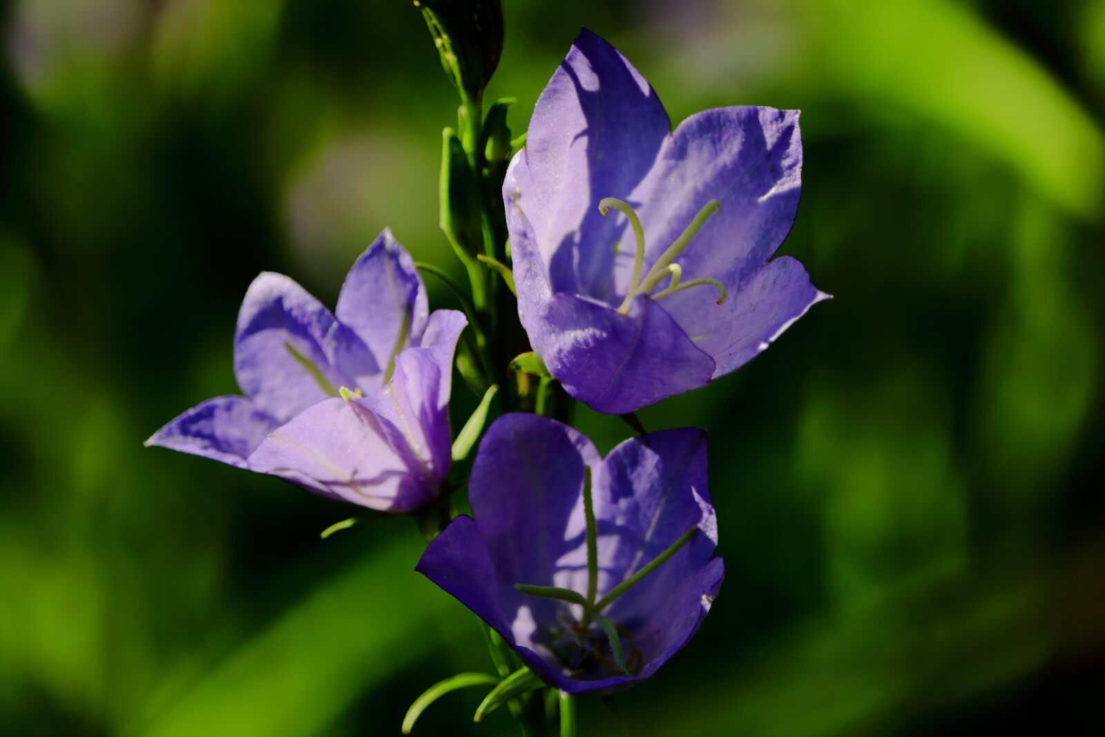 Canon EOS 750D (EOS Rebel T6i / EOS Kiss X8i) + Canon EF-S 55-250mm F4-5.6 IS STM sample photo. Wild flowers, purple, flower photography