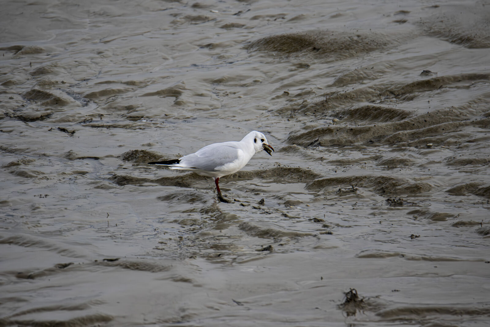 Canon EOS 7D Mark II sample photo