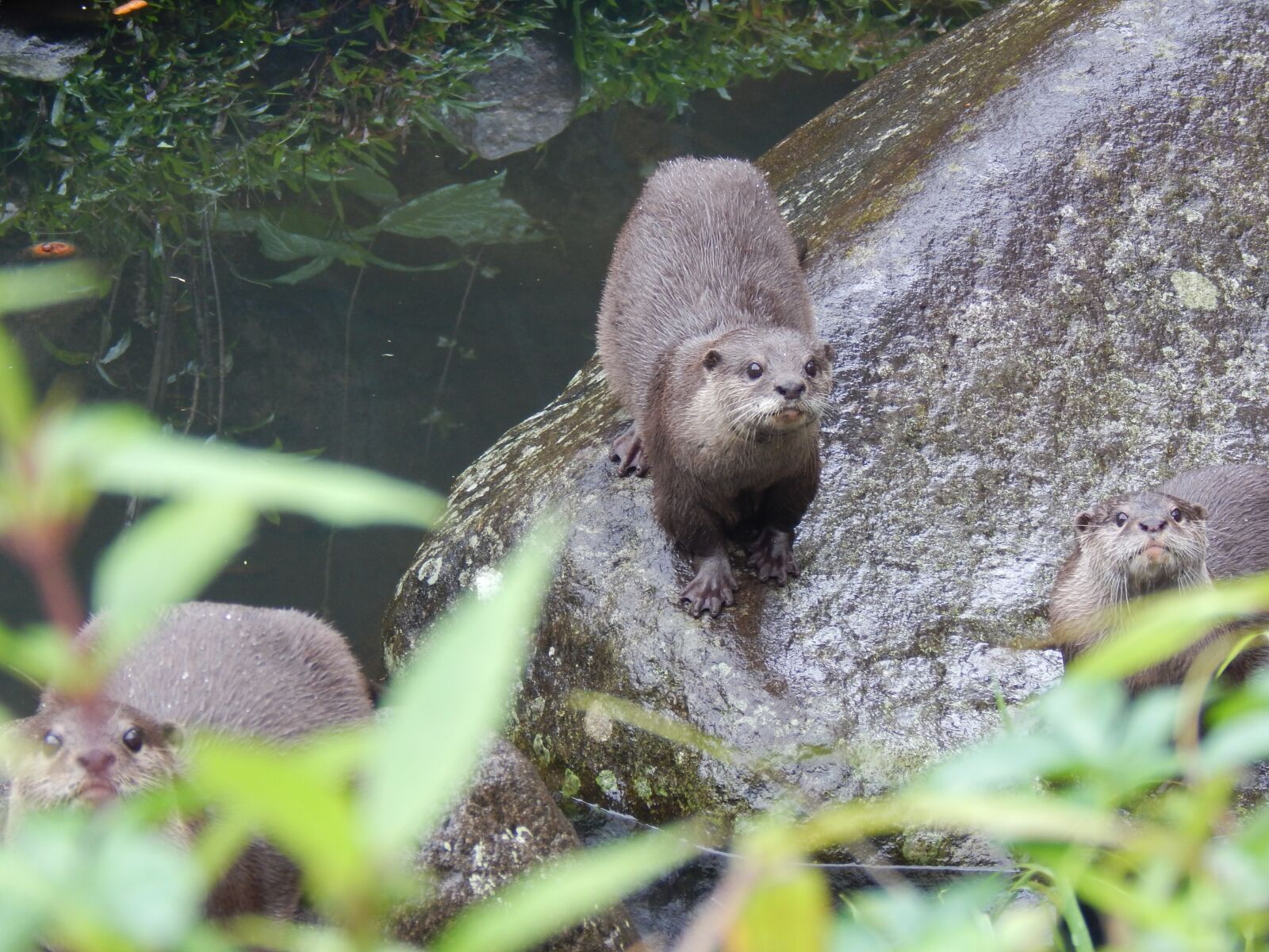 Nikon Coolpix L830 sample photo. Otter, animal, cute photography