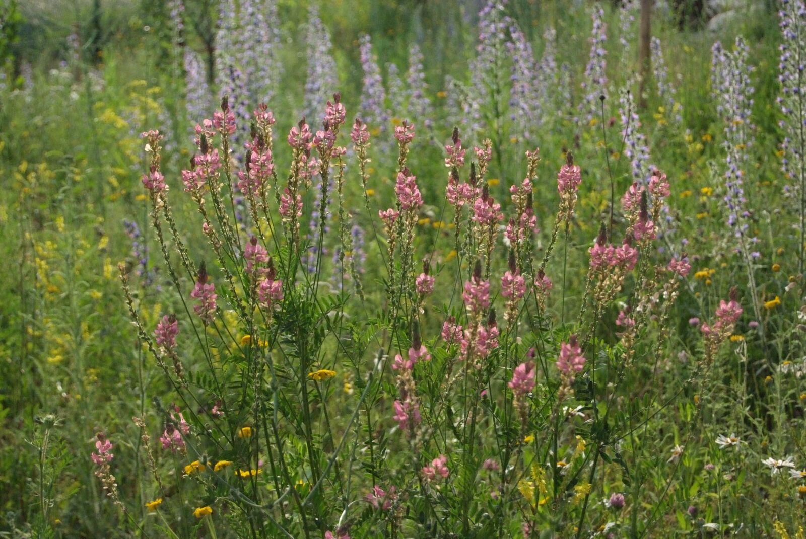 Fujifilm FinePix S5 Pro sample photo. Seed sainfoin, flower meadow photography