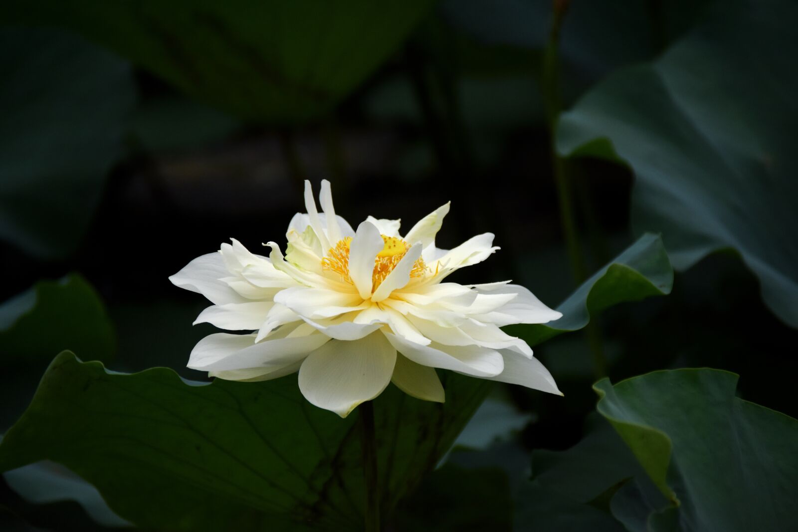Nikon D7200 sample photo. Flowers, lotus, white photography