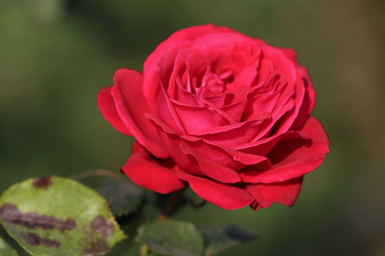 Canon EF 70-300 F4-5.6 IS II USM sample photo. Red rose, bloom, flower photography