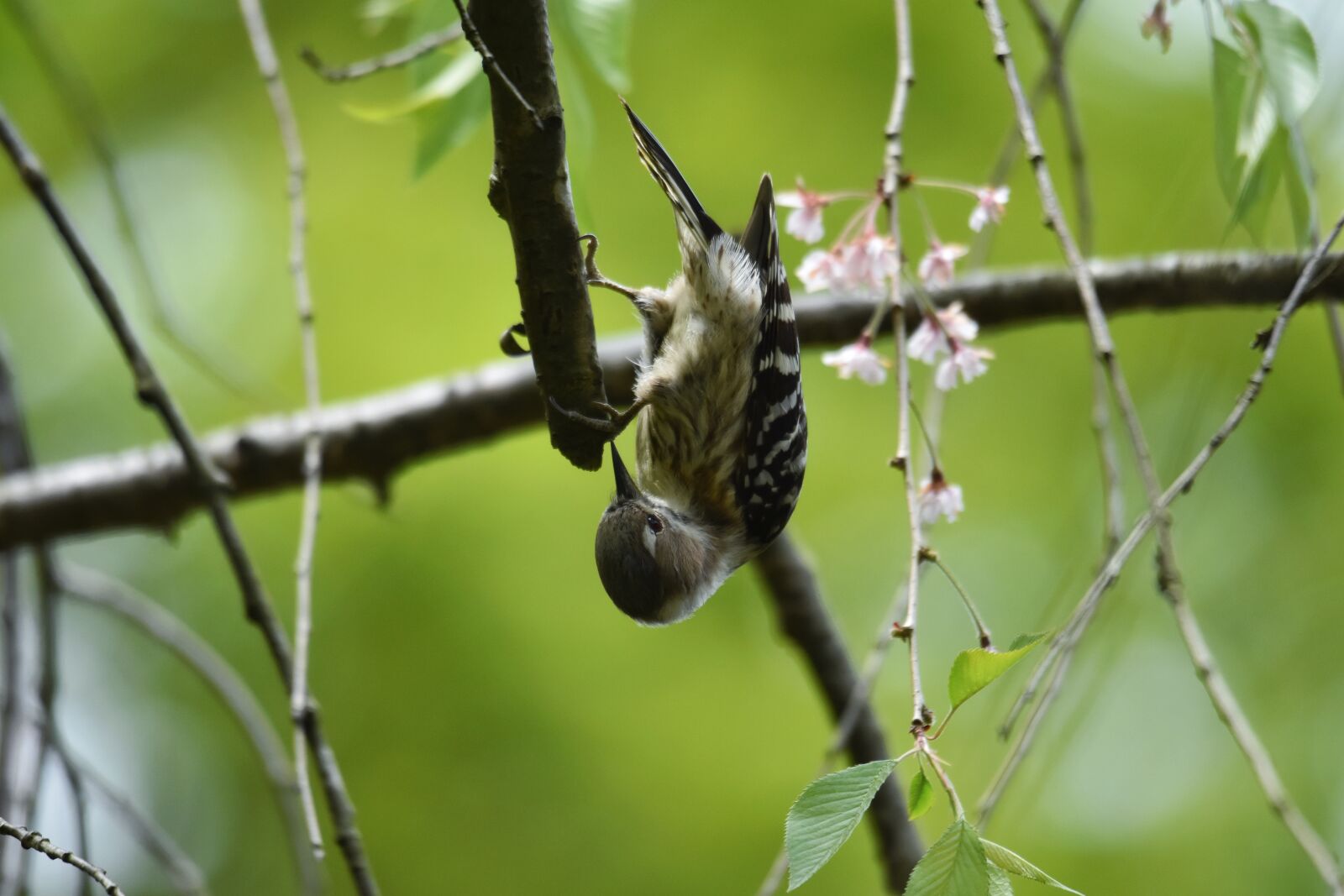 Nikon D7200 sample photo. Animal, forest, fresh green photography
