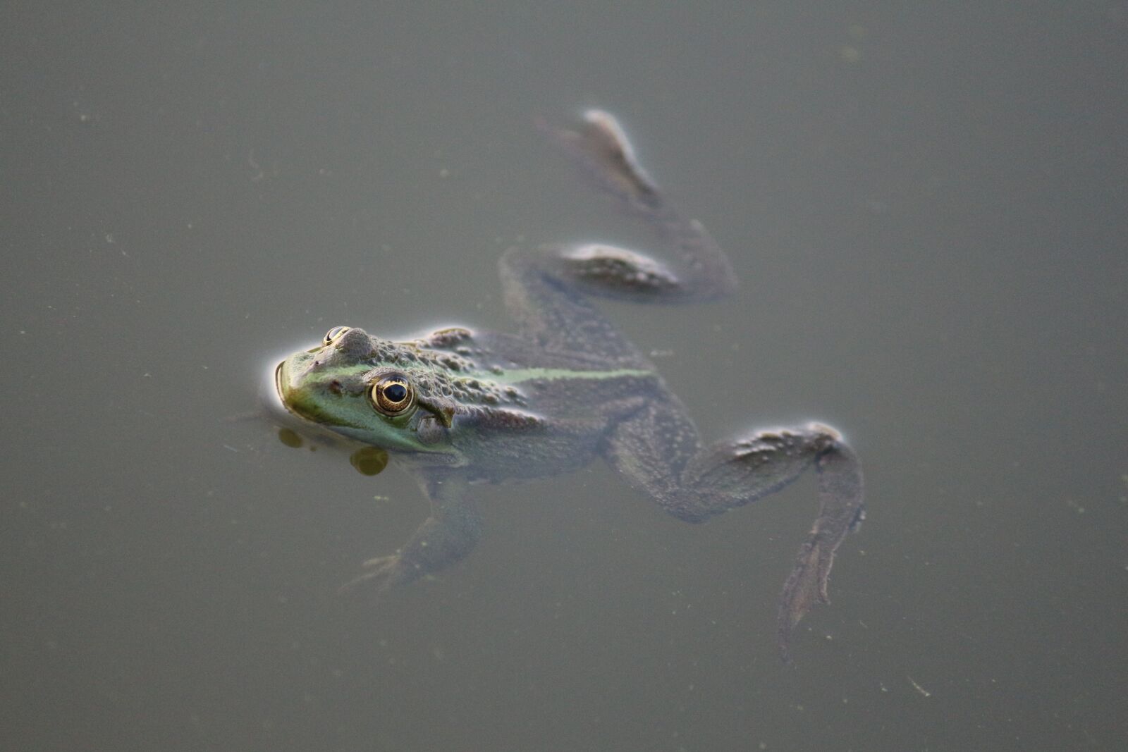 Canon EOS 650D (EOS Rebel T4i / EOS Kiss X6i) + Canon EF-S 55-250mm F4-5.6 IS sample photo. Frog, amphibian, water photography