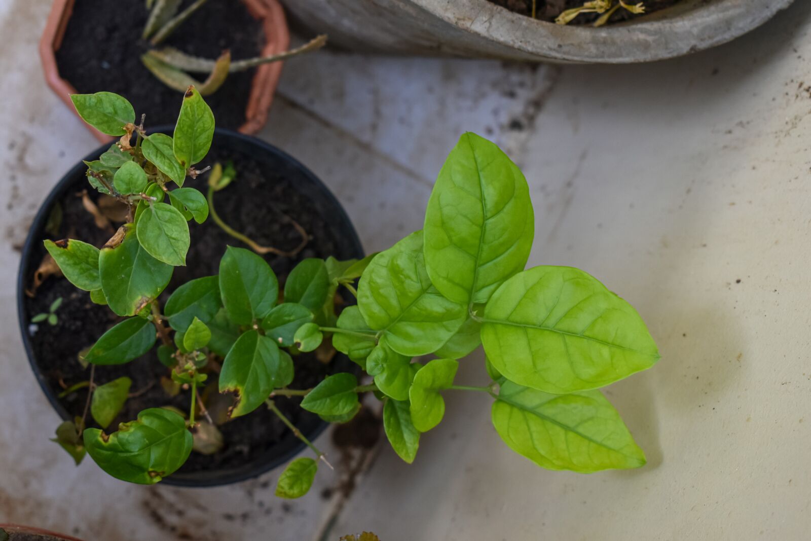 Nikon D3500 sample photo. Green, plant, leaf photography