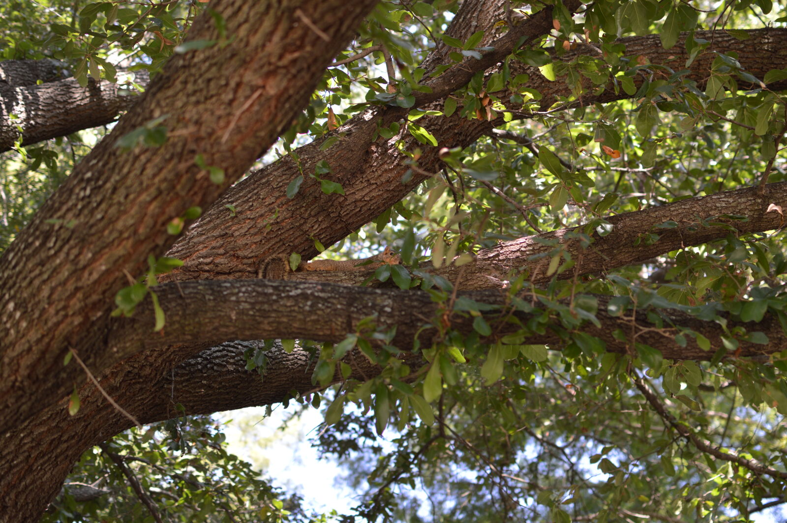 Nikon D3200 sample photo