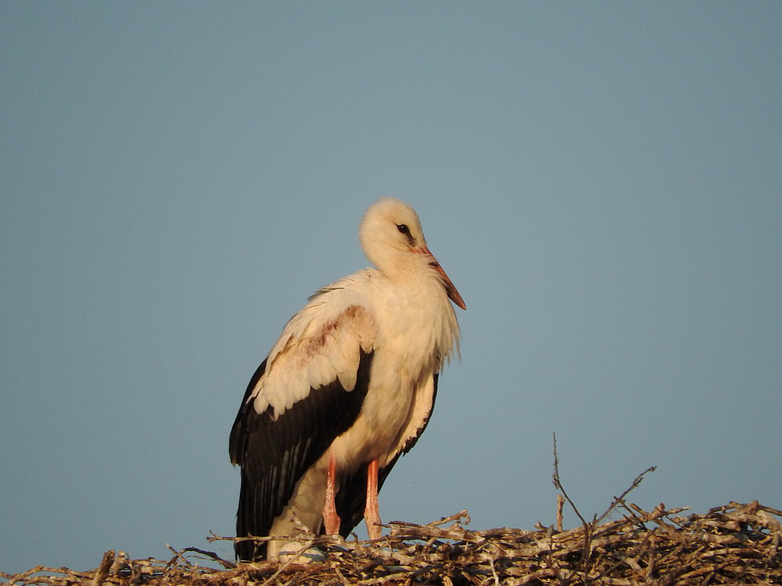 Nikon Coolpix P610 sample photo. Stork, nest, rattle stork photography