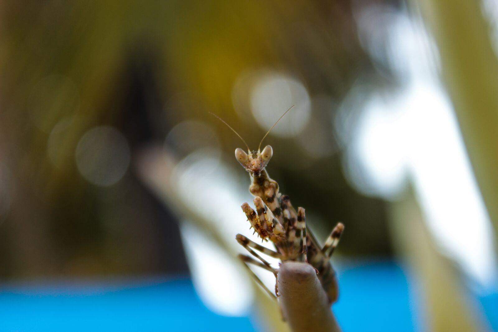 Canon EOS 600D (Rebel EOS T3i / EOS Kiss X5) sample photo. Bokeh, insect, green photography