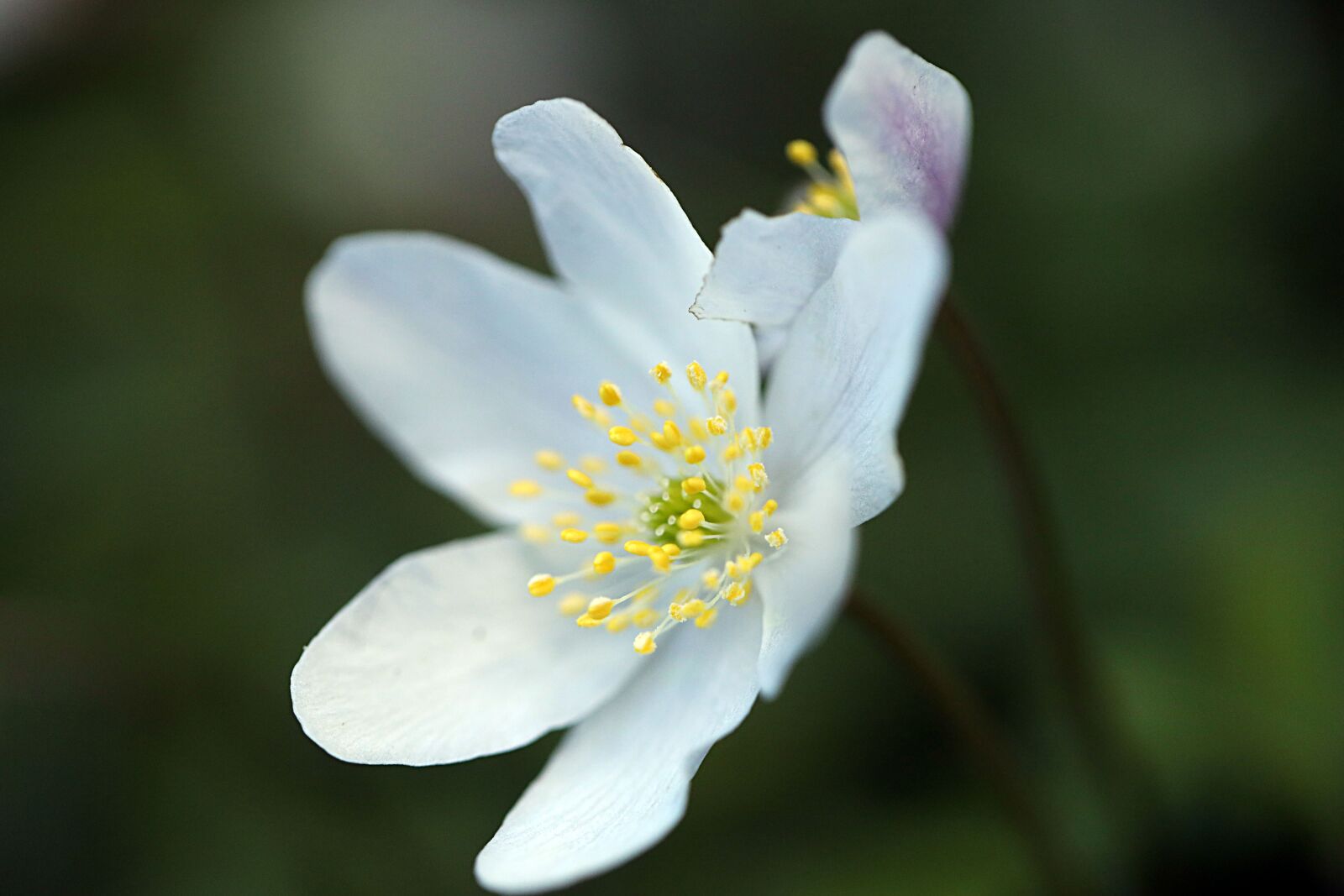 Canon EOS R sample photo. Anemones, flowers, nature photography