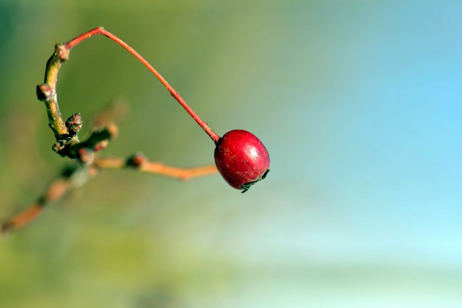 Nikon D3300 sample photo. Nature, fruit, berry, sweet photography