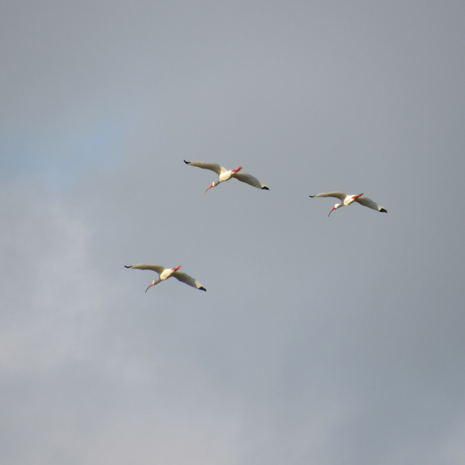 Canon PowerShot SX530 HS sample photo. Birds, flying, flight photography