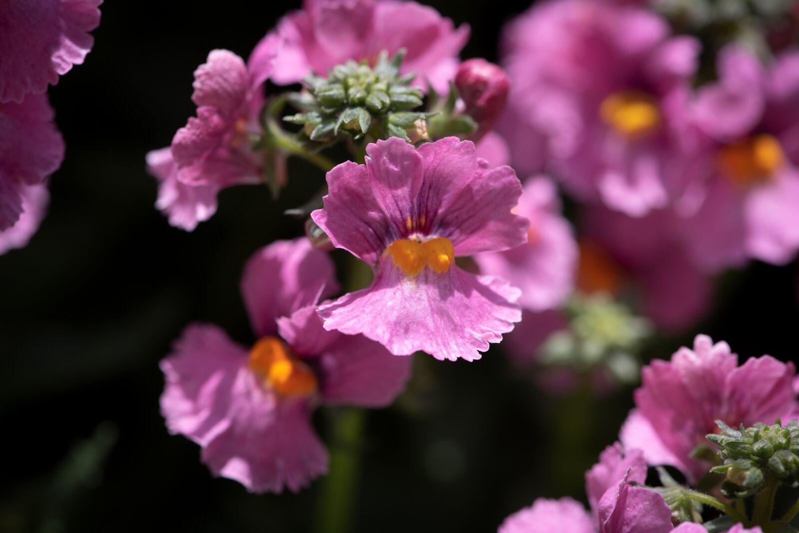 Nikon D750 sample photo. Flowers, pink, garden photography