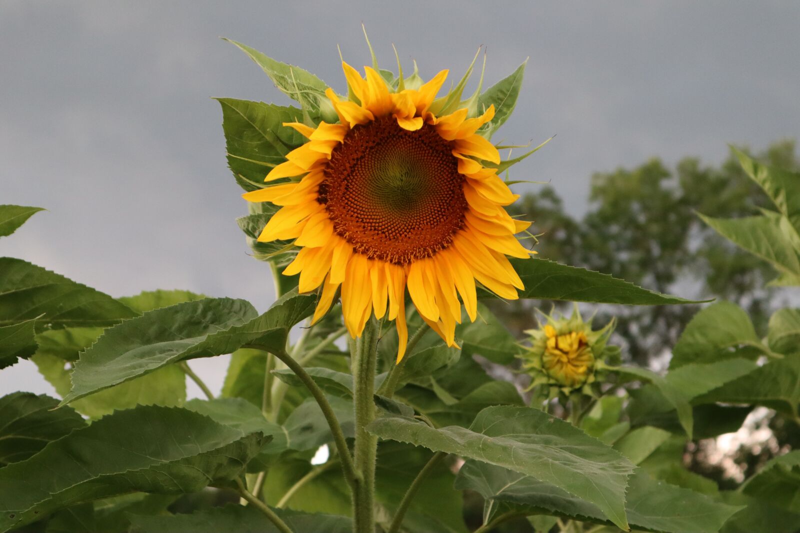 Canon EOS M50 (EOS Kiss M) sample photo. Sunflower, yellow, spotted photography