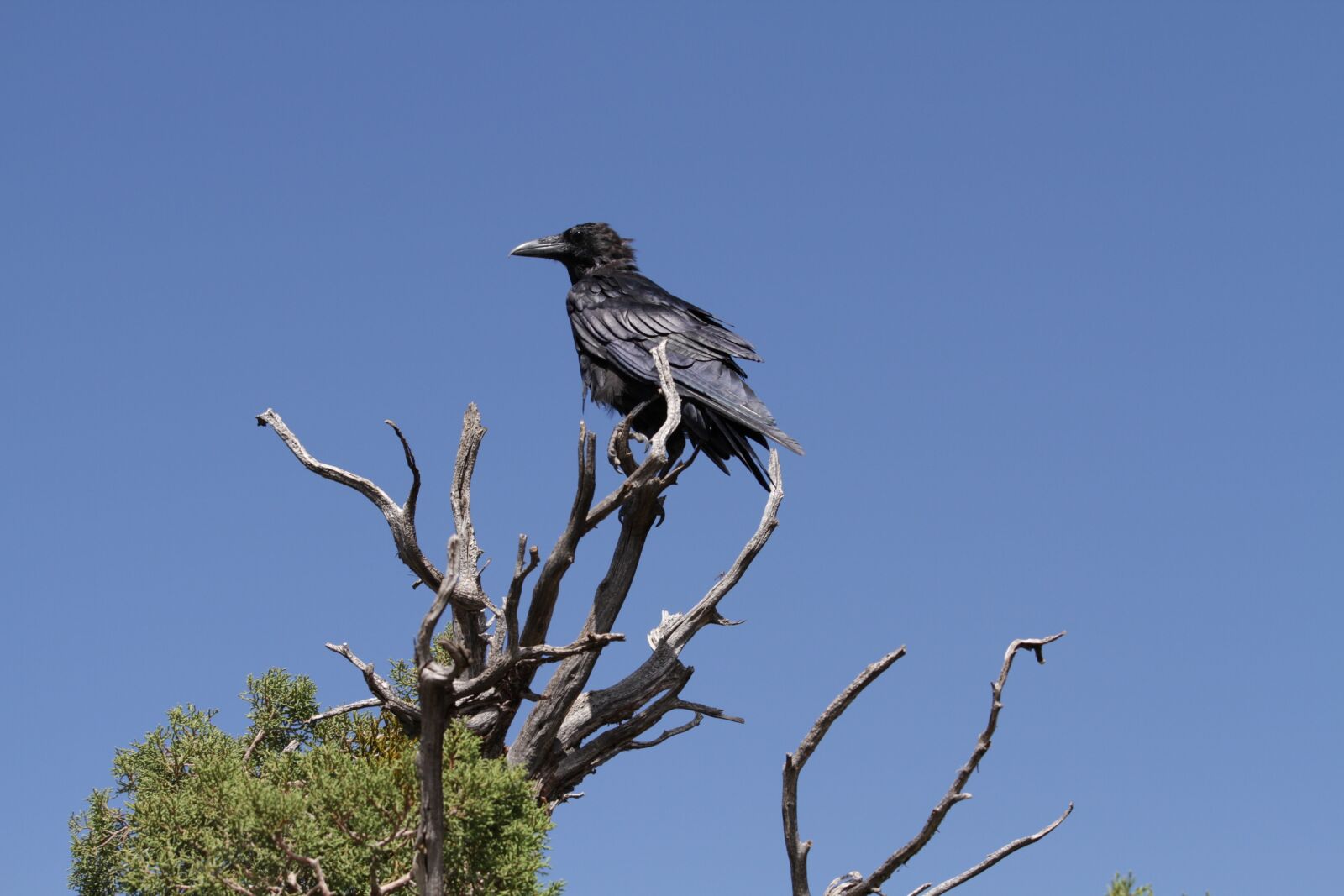 Canon EOS 7D + Canon EF 70-200mm F4L IS USM sample photo. Sky, high, bird photography