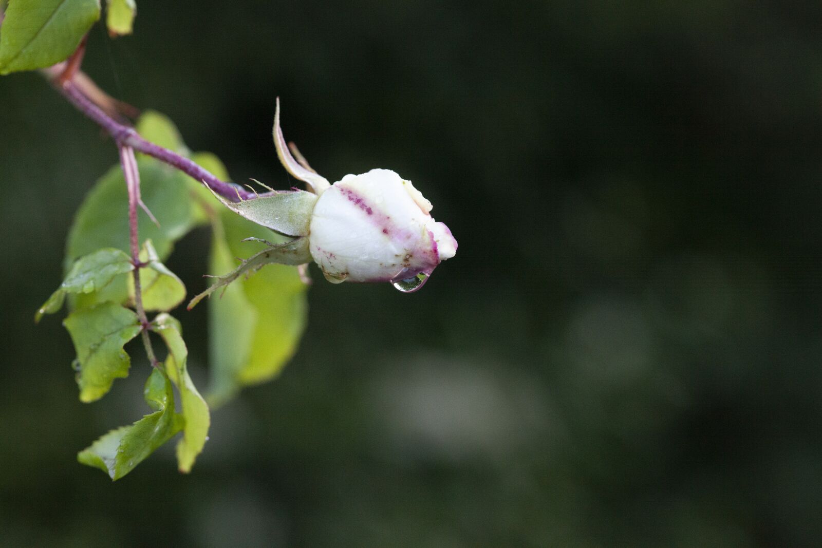 Canon EOS 5D Mark II sample photo. Rosebud, rose, bloom photography