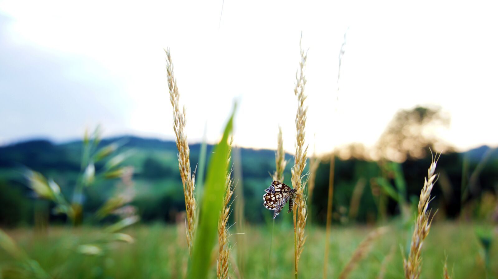 Sony Alpha NEX-3 + Sony E 18-55mm F3.5-5.6 OSS sample photo. Butterfly, nature, insect photography