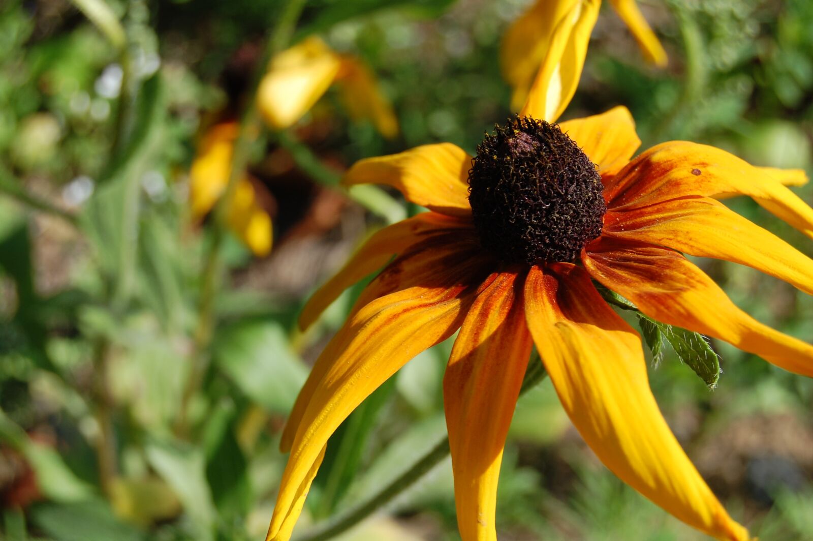 Nikon D40 sample photo. Flower, blossom, bloom photography
