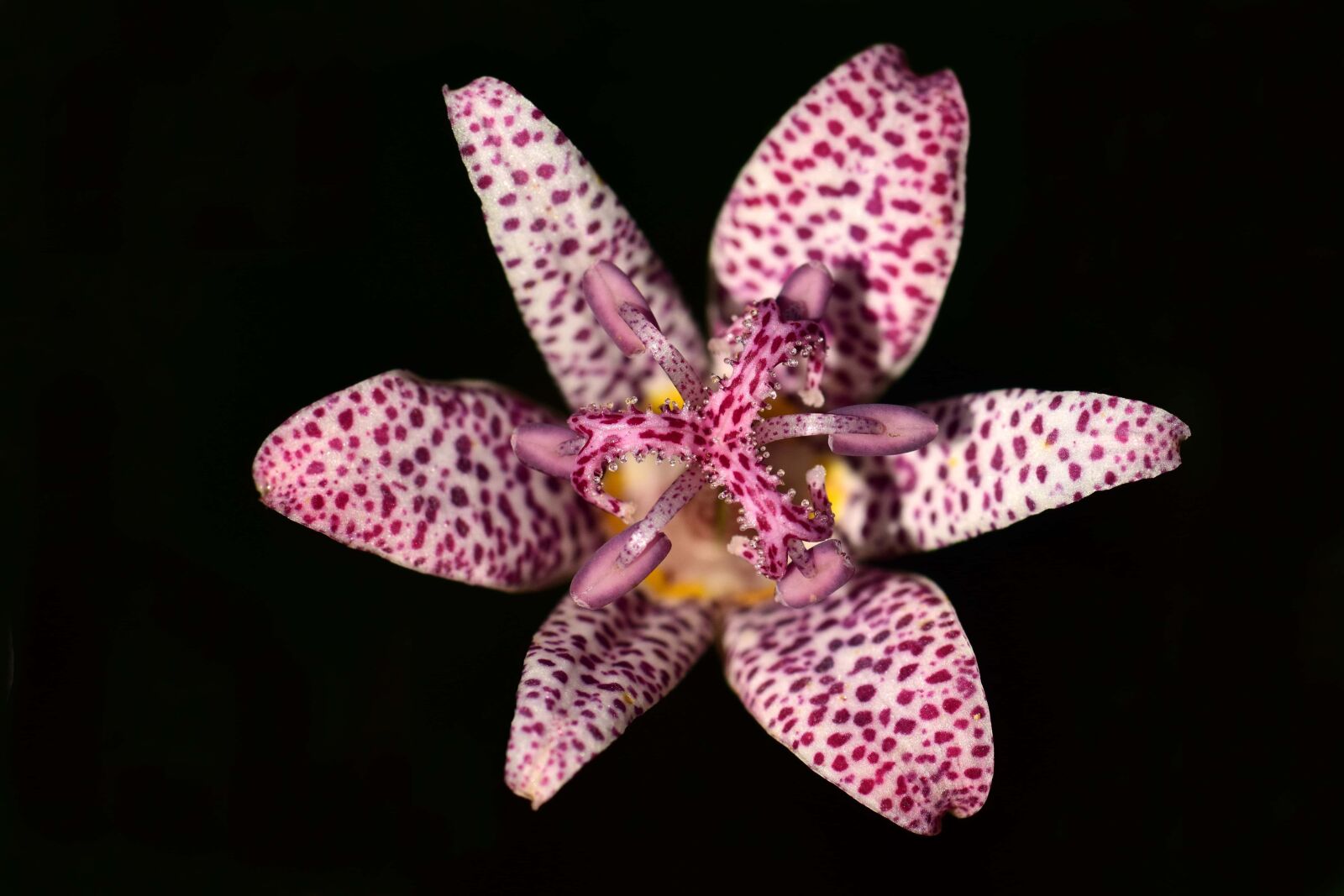 Nikon D3300 sample photo. Herb, orchid, tropical flower photography
