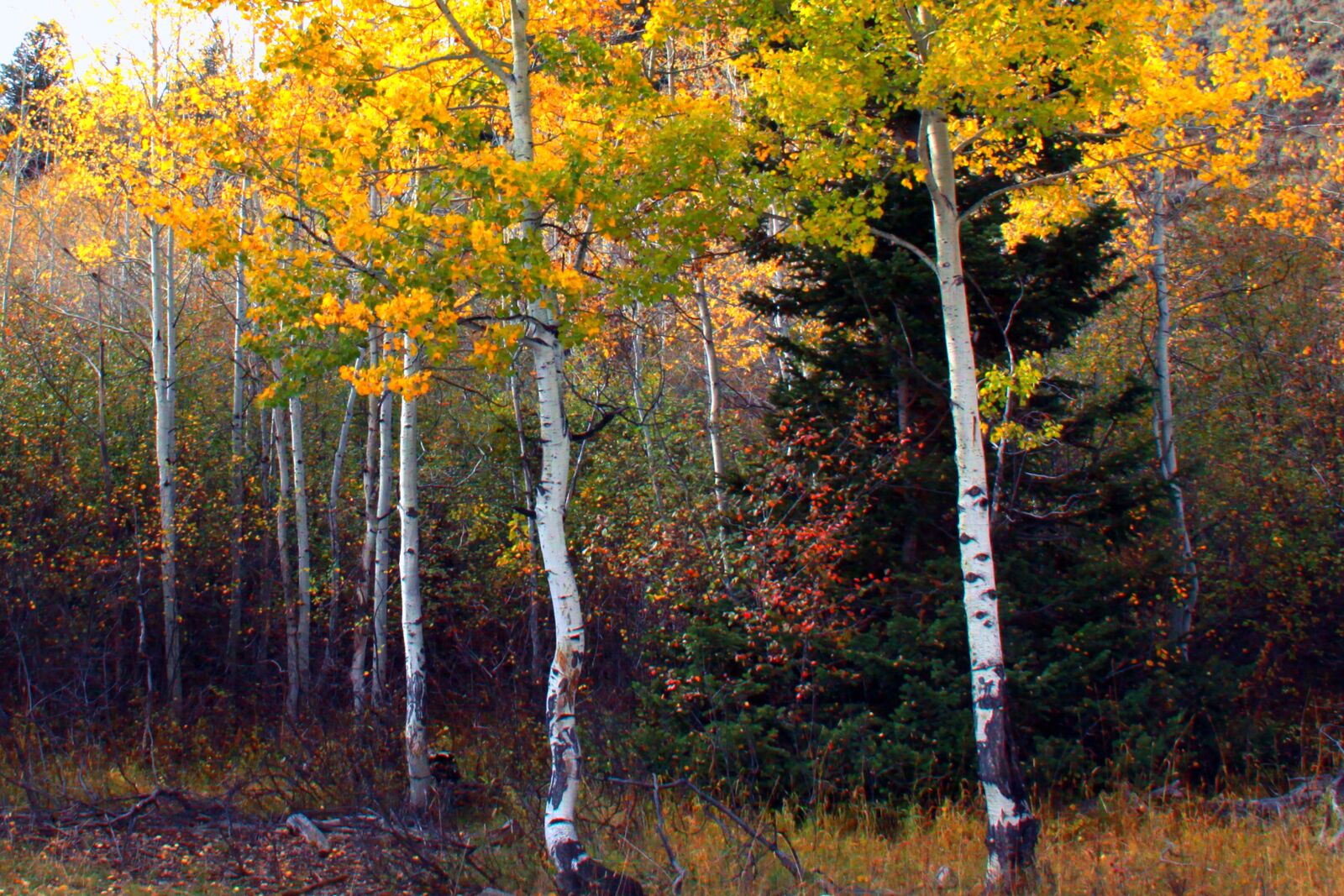 Canon EOS 50D sample photo. Fall, tree, leaf photography