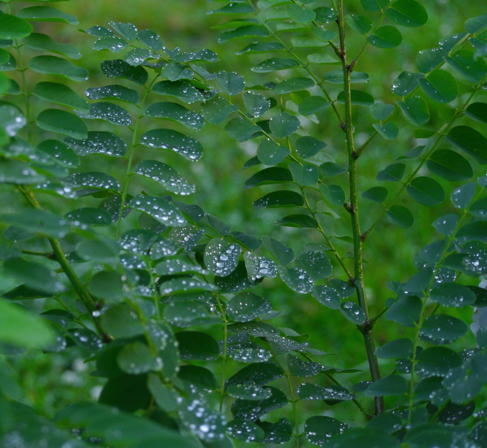 Panasonic Lumix DMC-GX1 sample photo. Leaf, grass, rain photography
